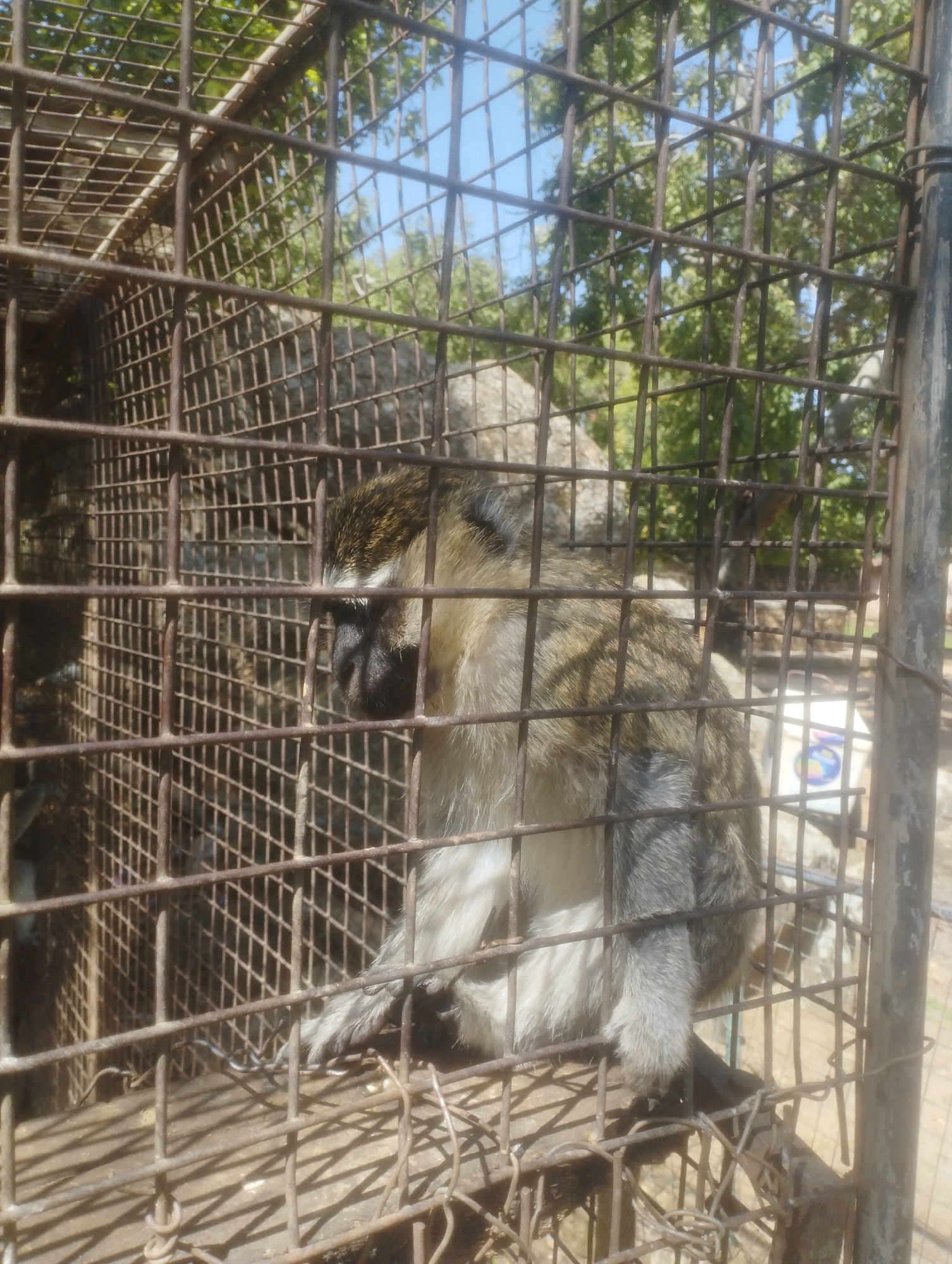 The image shows a monkey inside a metal cage. The monkey appears to be a vervet monkey, with grey fur and darker markings on its face and head. It is sitting on a wooden platform within the cage. The cage is made of metal bars and wire mesh, and it appears to be outdoors, with trees and a blue sky visible in the background. There is also a white bucket with some colorful markings visible in the background, to the right of the monkey. The image is taken from a slightly elevated angle, looking down into the cage. The lighting suggests it is daytime, with sunlight casting shadows through the cage bars. The specific location within Jos, Nigeria, is not identifiable from the image alone.