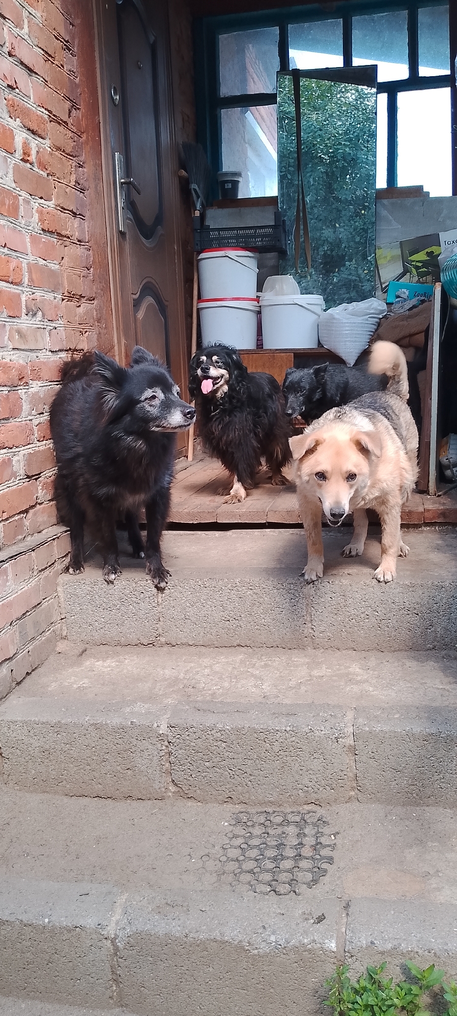 The image depicts a domestic scene on a concrete porch with brick walls, likely in Belgorod, Russia. Four dogs are present. A large, shaggy black dog stands on the left, facing away from the camera. To its right, on a wooden platform, a smaller black dog with its tongue out appears to be panting. Another black dog is partially visible behind the panting dog. In the foreground, a light-colored dog with a light brown coat is positioned on the concrete steps, facing the camera. The background shows a doorway with a wooden door and a window with a blue frame. Various household items, including buckets, a broom, and a mirror, are visible near the entrance. The overall impression is one of a relaxed, outdoor setting with domesticated animals.