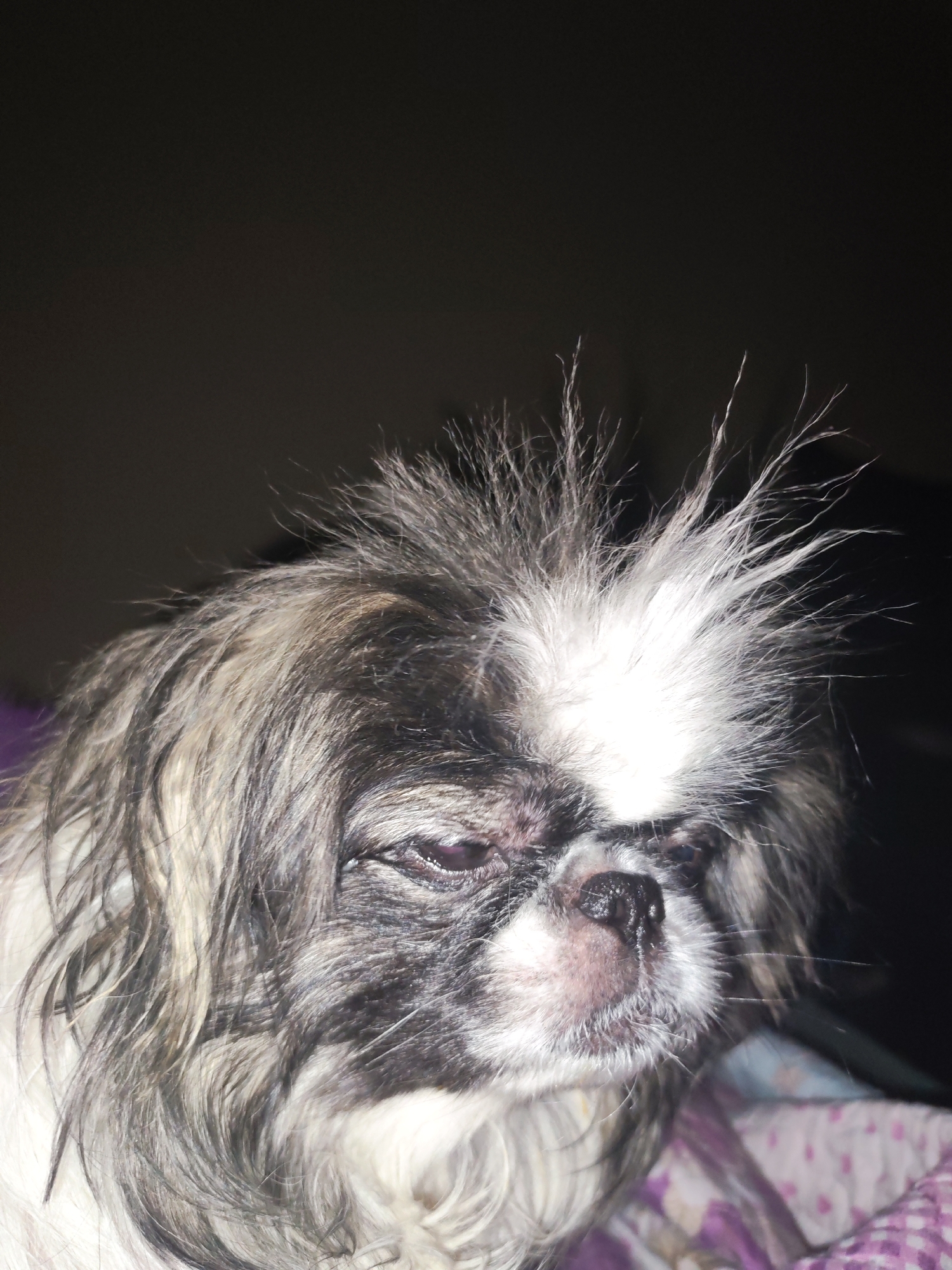 The image displays a close-up portrait of a small, long-haired dog, resembling a Shih Tzu or Pekingese, in an indoor setting. The dog's fur is a mix of black, white, and greyish-brown tones, appearing somewhat disheveled and shaggy. A prominent tuft of white fur on top of its head stands spikily upwards, suggesting a "bed head" appearance. The dog's eyes are dark, partially closed, and appear slightly sleepy or groggy, contributing to a calm, perhaps grumpy or just-woken-up expression. Its nose is dark and slightly wet. The background is largely dark and out of focus, indicating a dimly lit environment, possibly at night or early morning. In the bottom right corner, a blurred glimpse of a patterned purple and white blanket is visible, suggesting the dog is resting comfortably on a soft surface. The image captures an intimate moment of the dog at rest. The location context provided is Izhevsk, Russia, though no specific geographical cues are visible within the image itself. There is no visible text.