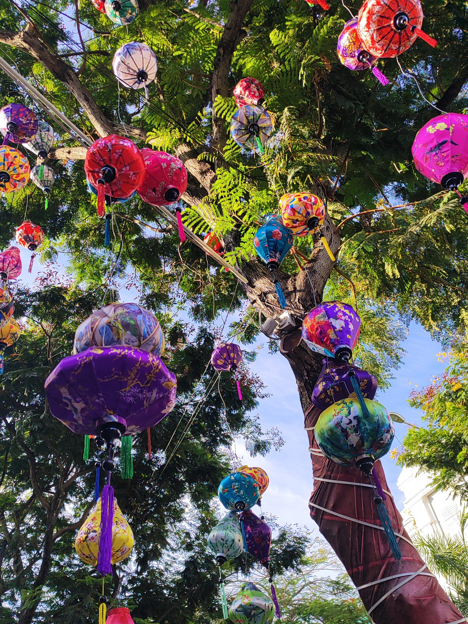 A low-angle, full shot captures a cluster of colorful, decorative lanterns hanging from the branches of a large tree with lush green foliage. The lanterns, in various shapes and sizes, display intricate patterns and vibrant colors, including red, pink, purple, yellow, blue, and green. Many of the lanterns feature floral or scenic imagery. The tree's trunk is visible, wrapped with a textured brown material and white ties. The background reveals a clear blue sky and glimpses of more greenery and buildings, suggesting an outdoor urban setting. This scene is typical of the festive decorations found in coastal cities like Da Nang, Vietnam, especially during cultural celebrations or holidays. The image is taken during the day, with sunlight filtering through the leaves and illuminating the lanterns.