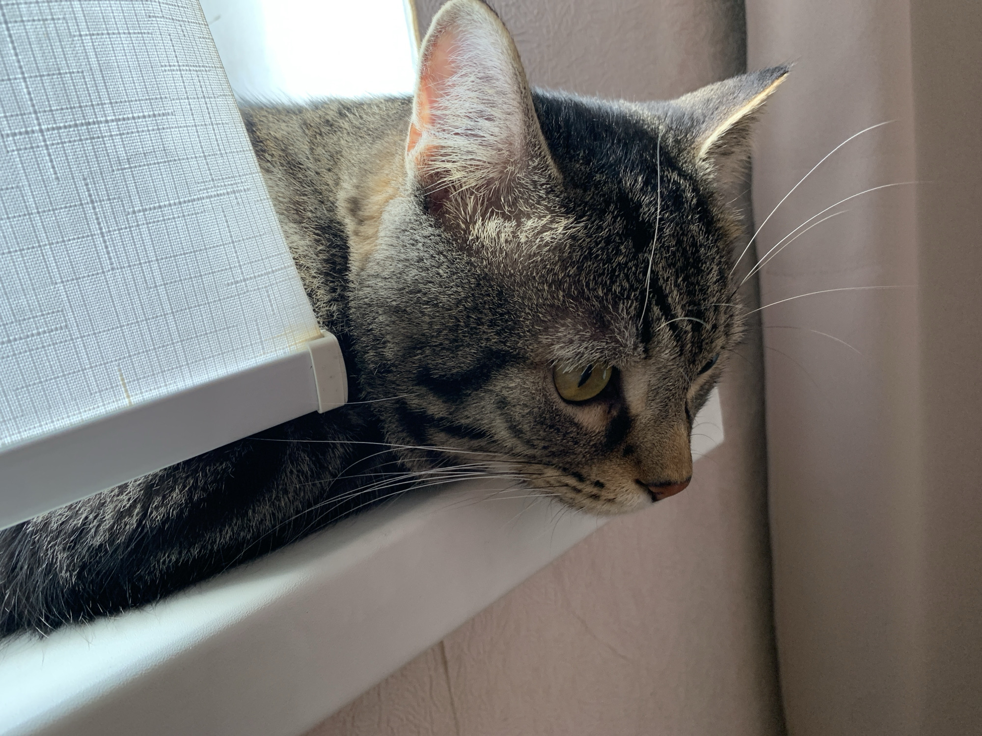 In this close-up, medium shot, a tabby cat rests its head on a white ledge, peering downwards and to the right. The cat's fur exhibits a mix of grey, black, and brown stripes. Its green eyes are partially closed, and its long white whiskers fan out from its face. The background is a soft, muted pink, possibly a wall or fabric. To the left of the cat, a white object with a textured surface, resembling a window blind, is visible. The scene appears to be indoors, possibly in a residential setting.