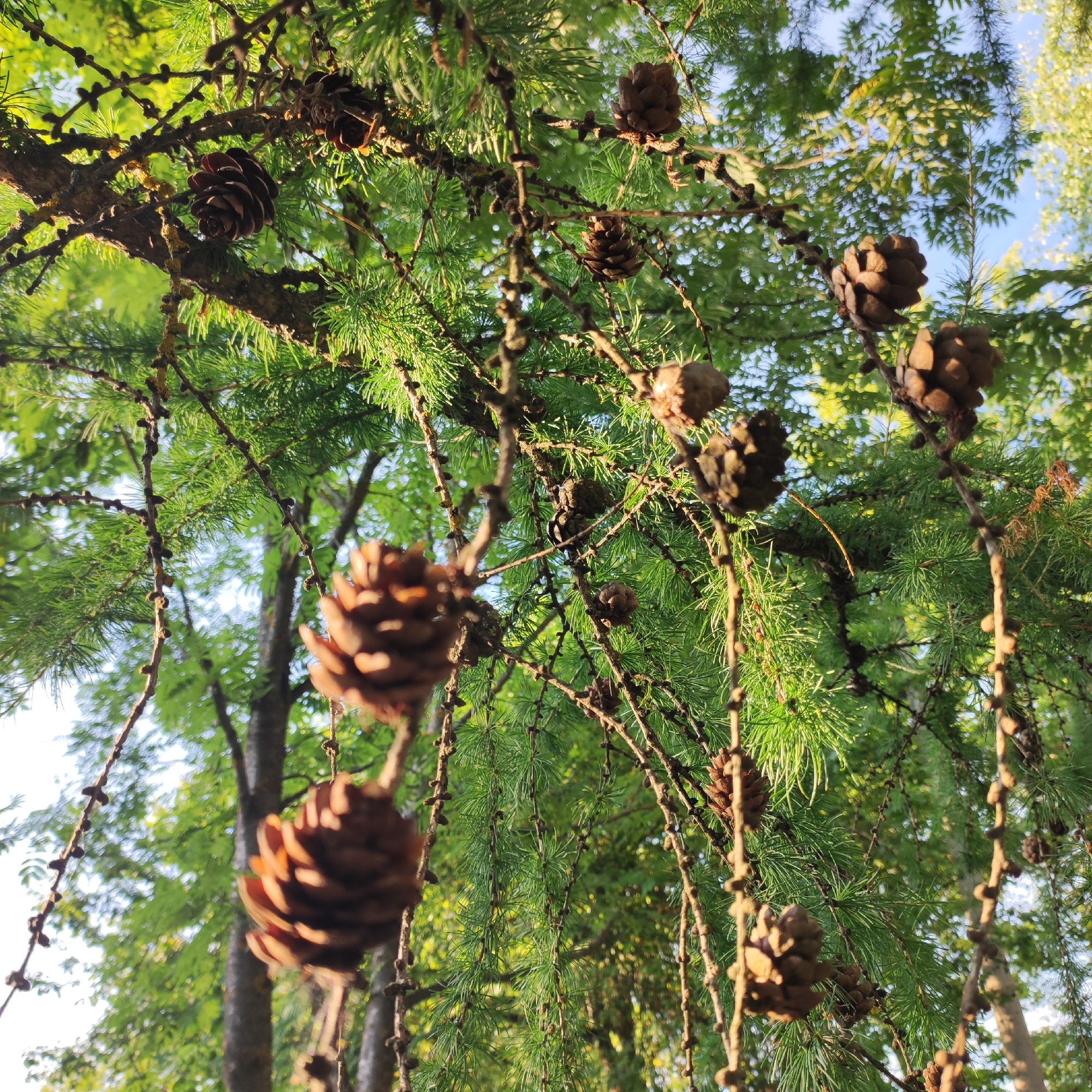 A low-angle shot looks up into the branches of a coniferous tree, likely a larch, laden with numerous pinecones. The pinecones, varying in size and maturity, hang from delicate branches. Some are dark brown and fully formed, while others are smaller and appear to be in earlier stages of development. The tree's needles are a vibrant green, creating a lush canopy that is dappled with sunlight.
In the background, the soft green foliage of other trees and a clear blue sky can be seen, suggesting a bright and pleasant day. The sunlight filters through the leaves, creating a warm and inviting atmosphere. The overall scene evokes a sense of nature and tranquility. The location is identified as Sosnovo, Russia. No people or text are visible in the image.