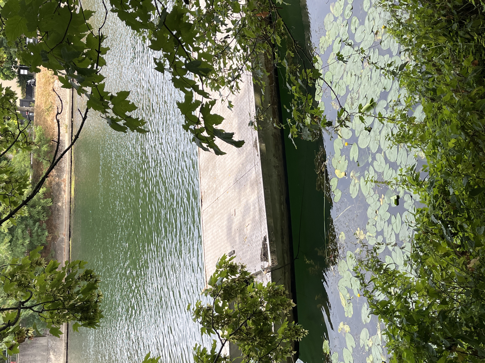 This image depicts a canal in Joinville-le-Pont, France, seen from a leafy vantage point. In the foreground, lush green foliage partially obscures the view. A flat, concrete dock extends into the murky green water, which is dotted with numerous lily pads. The far bank of the canal features a concrete embankment with some dry, brown vegetation and trees beyond. In the distance, buildings and a motorcycle are visible. The water's surface is rippled, suggesting a slight breeze.