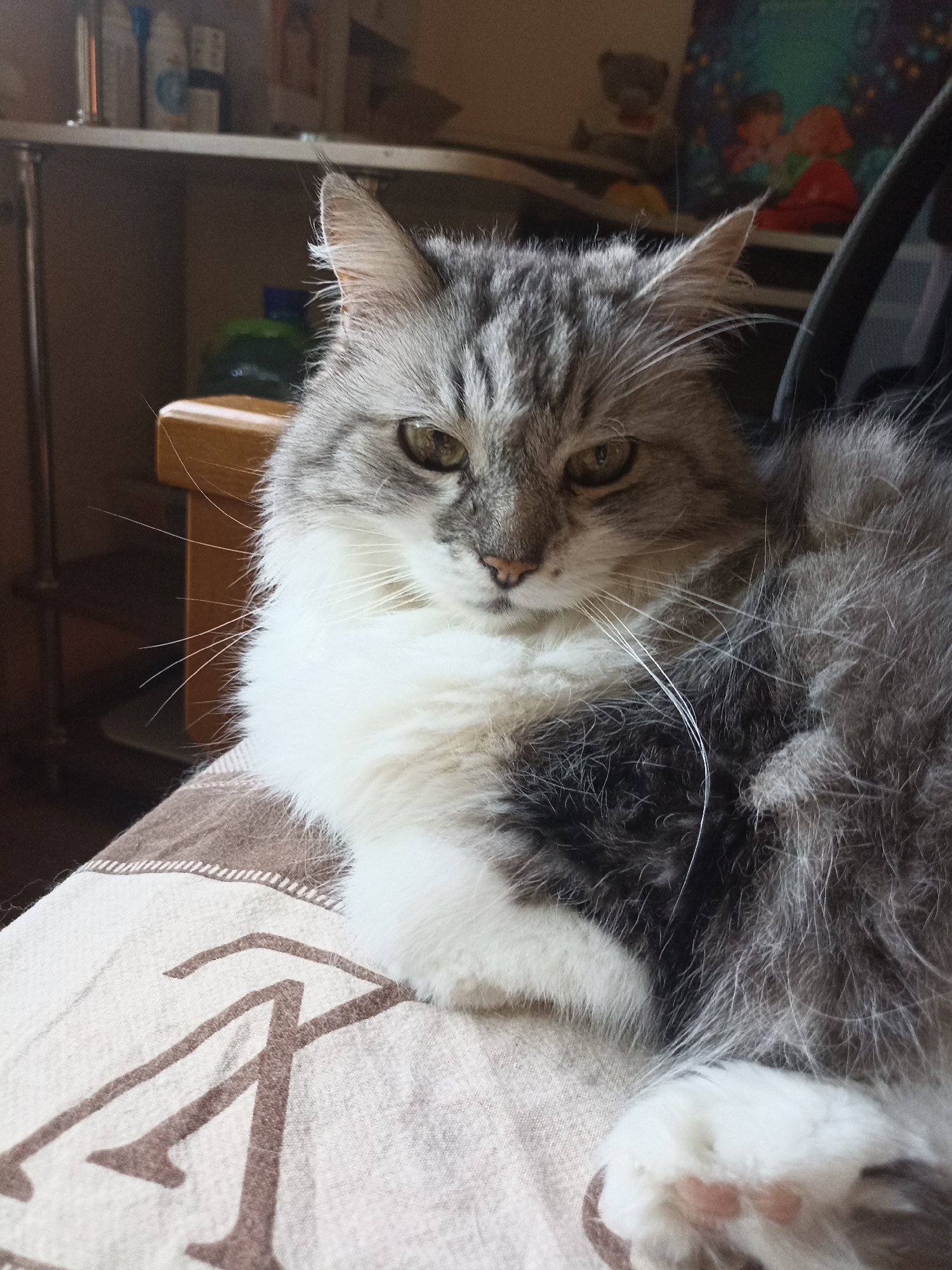The image depicts a domestic, long-haired cat situated indoors, attributed to the city of Velykodolynske, Ukraine.
**Subject:** A cat with a grey tabby patterned head, back, and flanks, and prominent white fur on its chest, chin, and front paws. The cat has greenish-yellow eyes and long white whiskers. Its left front paw, featuring pink paw pads, is visible in the lower right portion of the frame. The cat is positioned in a resting or lying posture, facing forward with a slightly downturned gaze.
**Environment and Objects:** The cat rests on a light brown or beige textile surface, possibly a blanket or throw, which features a darker brown patterned design resembling stylized letters or symbols and a striped border. In the background to the cat's left, a wooden furniture element (possibly a chair arm or table edge) is visible, behind which a shelving unit with several bottles or containers is indistinctly present. To the cat's right, a dark, curvilinear object, possibly part of a chair, is partially visible. Further in the background, a colorful poster or image depicting two figures against a dark blue background with faint light elements is discernible. A light-colored, amorphous object is faintly visible above this poster. The scene is illuminated by ambient indoor light. No human subjects are present.