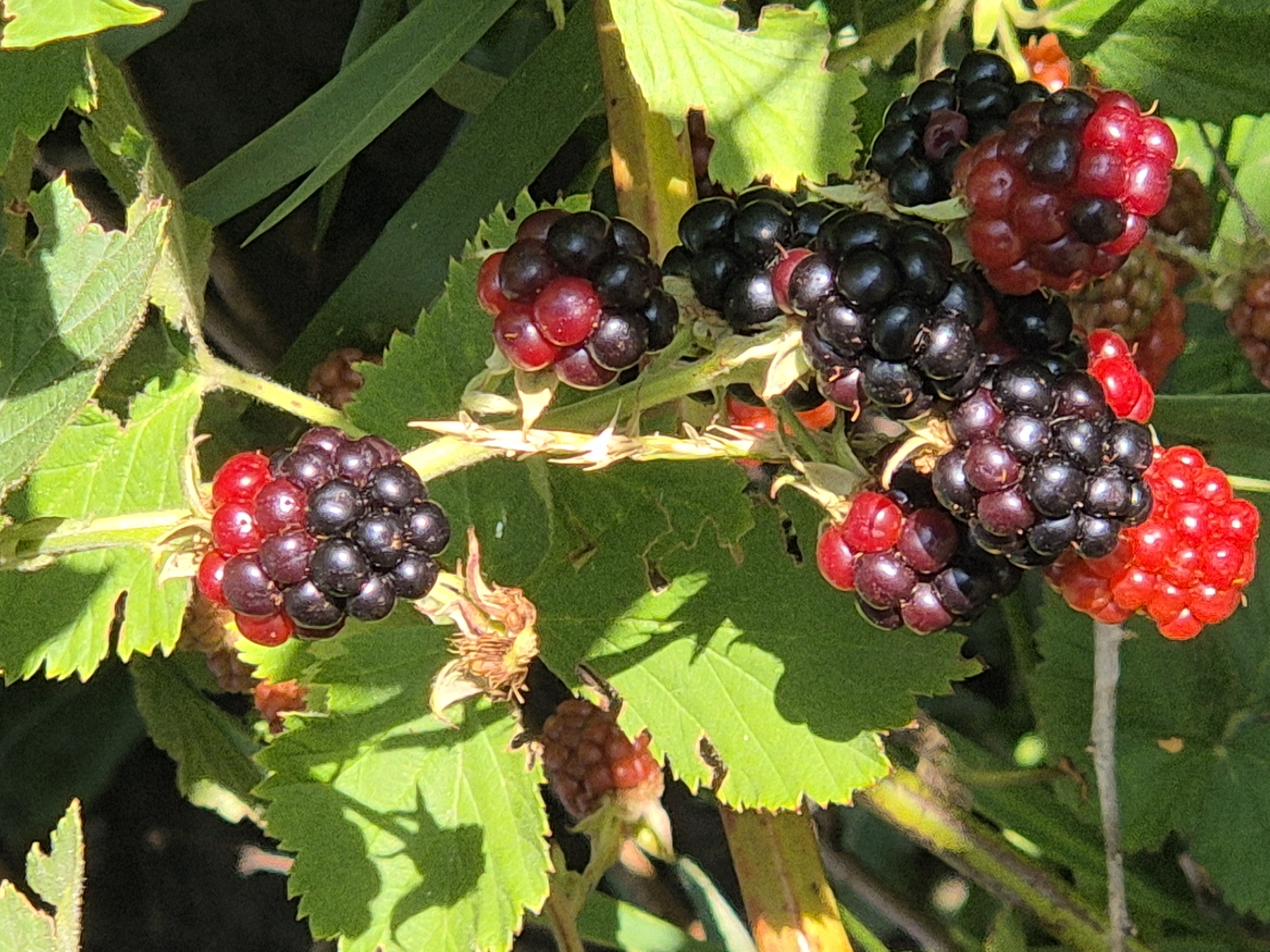 In Sozonivka, Ukraine, a cluster of blackberries is visible on a bush, with some berries appearing ripe and black, while others are still red. The image focuses on the berries and their green leaves, with some shadows cast by the sunlight. The background is blurred, showing more foliage and a hint of the natural environment.