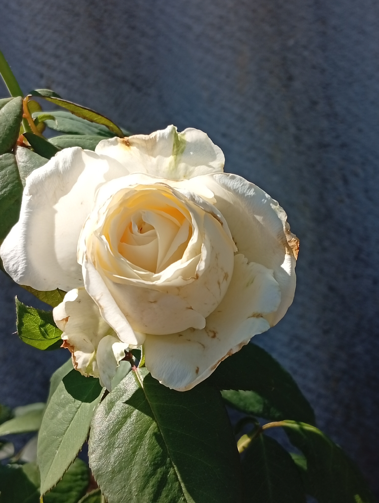 An extreme close-up shot focuses on a single white rose with hints of yellow in its center, set against a dark blue, textured background. The rose's petals are delicate, with some showing browning and slight wilting at the edges, indicative of maturity or slight damage. Lush green leaves surround the base of the bloom, some catching the sunlight and casting shadows. The lighting suggests a bright, sunny day, with harsh shadows indicating the direction of the light source. The background appears to be a textured surface, possibly a wall or fabric, with an uneven pattern. The scene is devoid of any human presence or activity. The location is unknown.