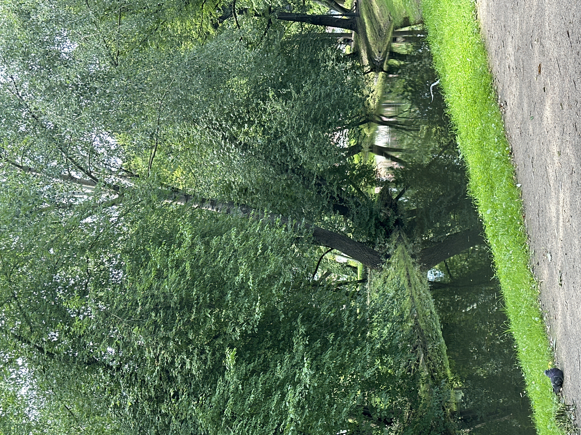 The image depicts a tranquil canal in Saint Petersburg, Russia, flanked by lush green trees and manicured grass. The water's surface reflects the verdant foliage, creating a serene atmosphere. On the right bank, a path winds alongside the canal, bordered by a vibrant green lawn. In the foreground, a pigeon rests on the path. The overall scene evokes a sense of calm and natural beauty within the urban landscape of Saint Petersburg.