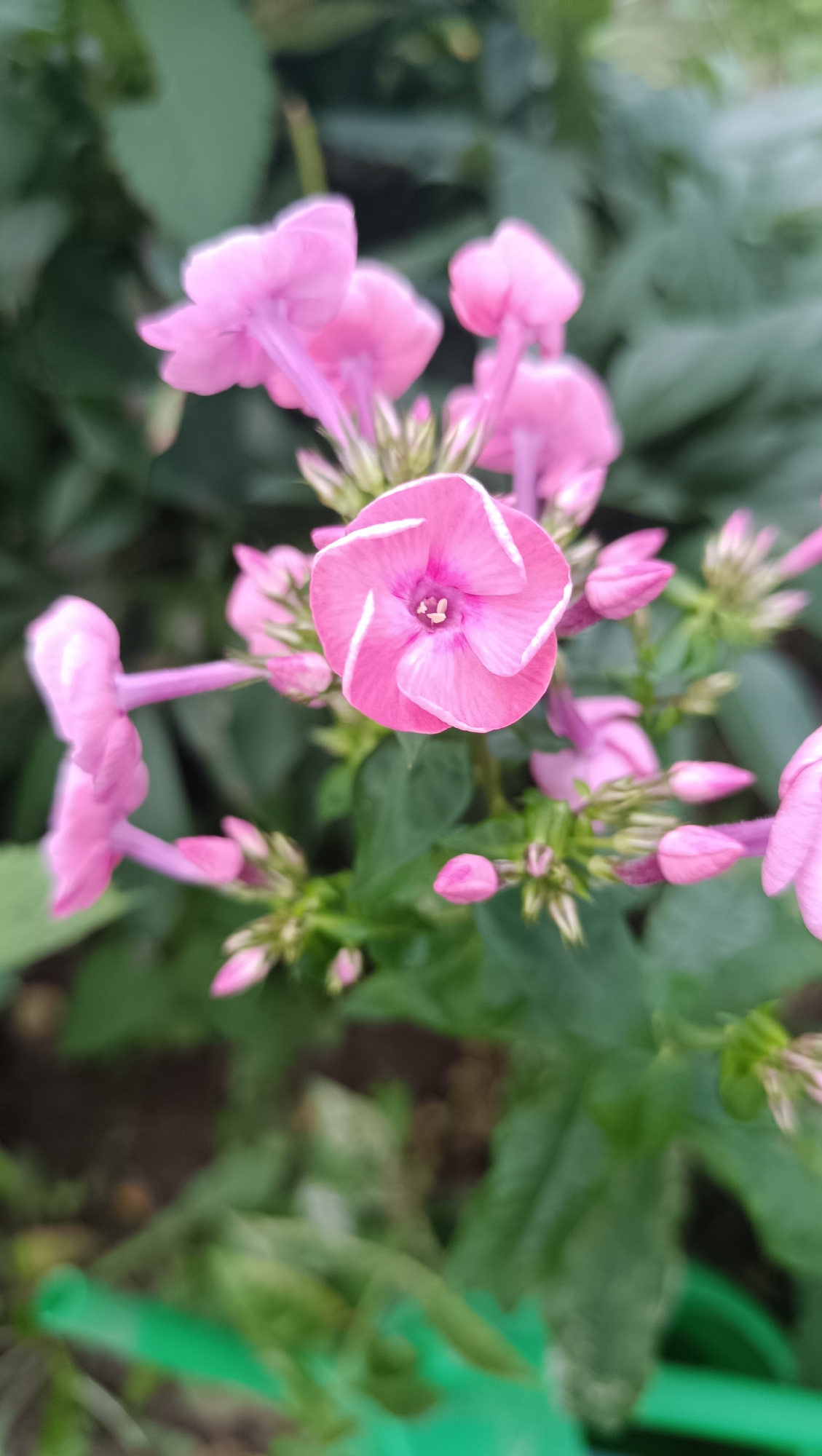 The image shows a close-up of pink phlox flowers. The flowers have five petals, and the central flower has white stripes on its petals. The flowers are in bloom, and there are several buds also visible. The background is a blur of green leaves and dark soil, suggesting an outdoor setting. A portion of a green watering can is visible in the lower left corner. There is no information to suggest this image is located in Karsha, Russia.