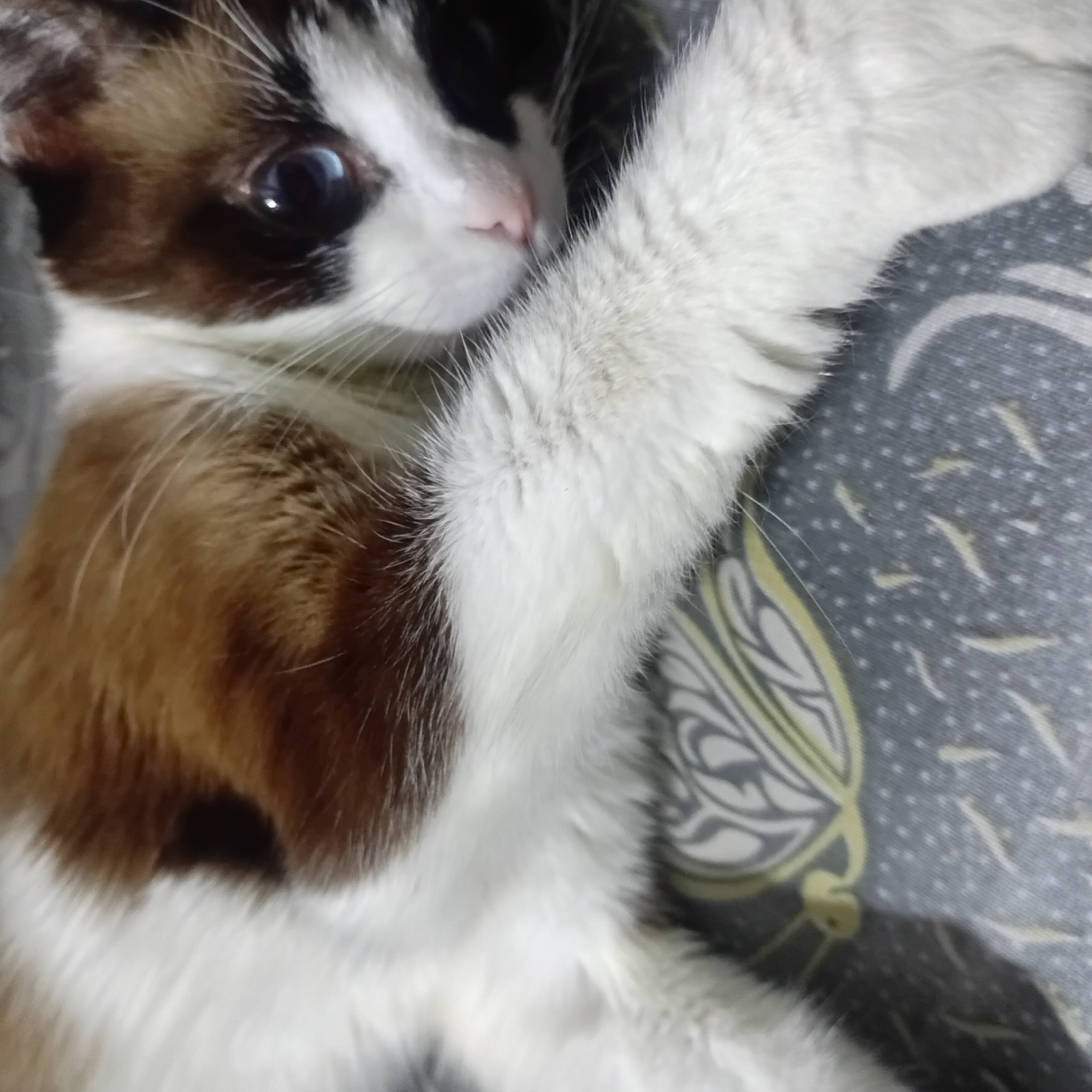 A tan and white cat lies on its side on a grey fabric patterned with yellow and white butterfly and flower designs. The cat's head is in the upper left, and its right front paw is extended towards the upper right. The cat's eye is open, and it appears to be looking off to the side. The lighting is soft and diffused.
