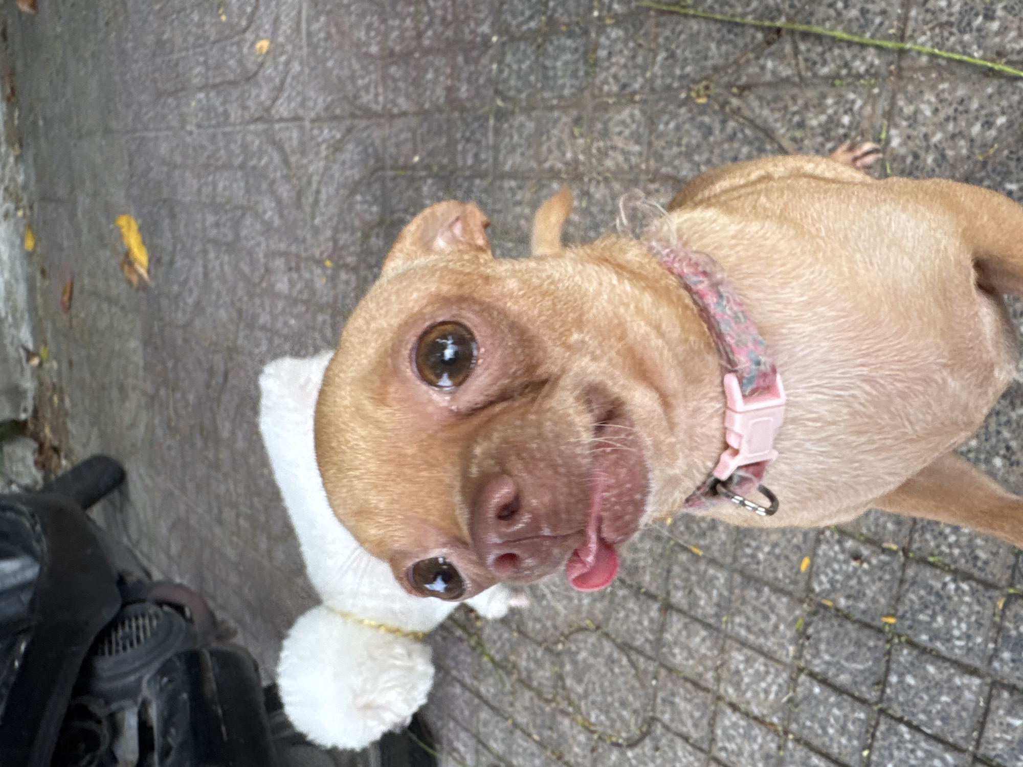 A close-up, high-angle shot shows a tan Chihuahua dog with large, dark eyes and its tongue sticking out. The dog is wearing a pink collar with a floral pattern. In the background, a white dog can be seen, partially obscured by the Chihuahua. A black motorcycle is parked to the left. The scene appears to be on a tiled outdoor walkway, possibly in a residential area, given the presence of leaves on the ground. The lighting suggests it is daytime.