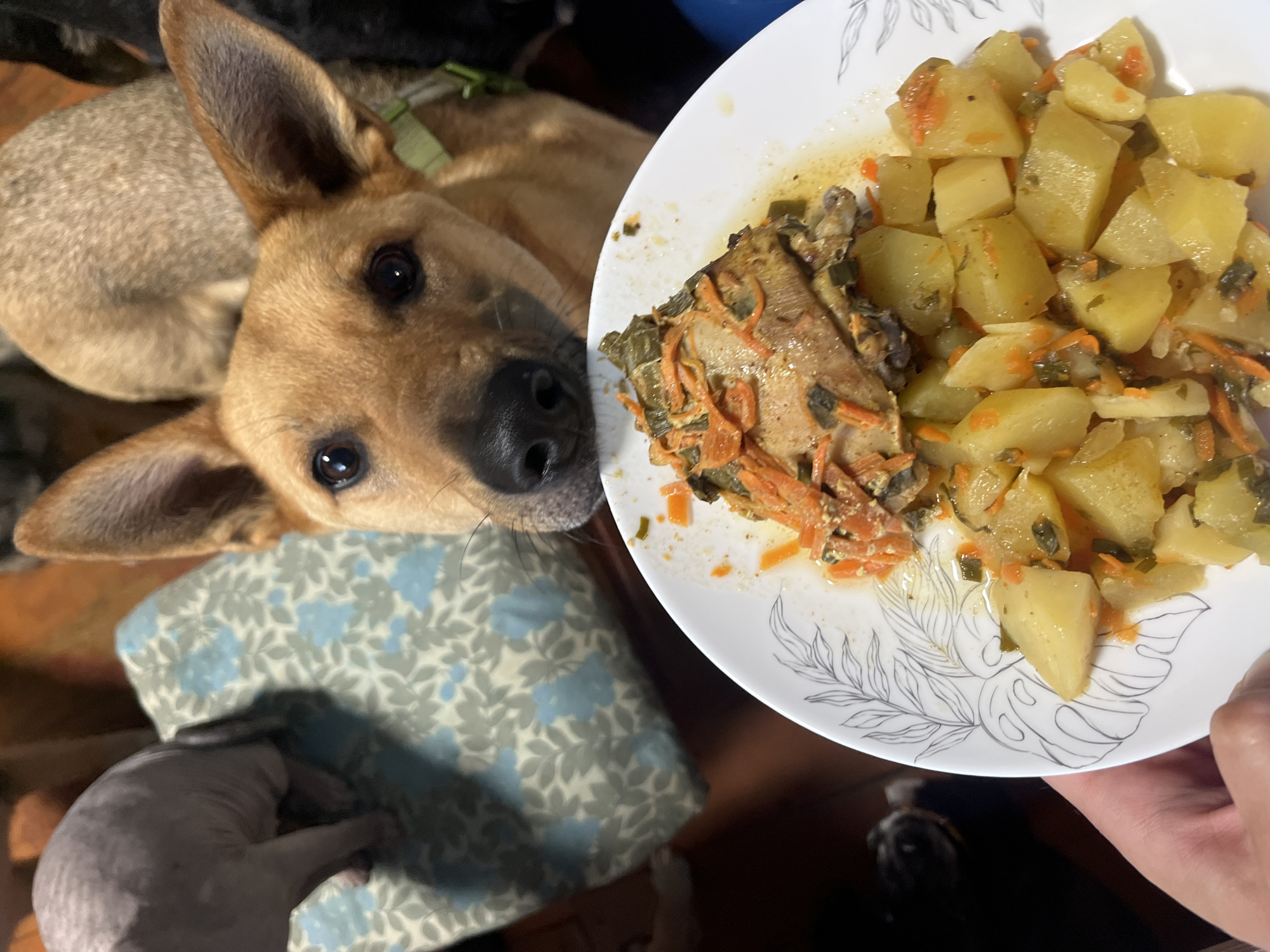 The image captures a close-up of a plate of food, held by a person's hand. The food appears to be chicken with potatoes and shredded carrots, seasoned with herbs. In the background, a dog is prominently featured, looking intently at the plate, suggesting it might be hoping for a taste. Further in the background, other animals, possibly cats and dogs, are visible, adding to a domestic scene. The environment appears to be indoors, with wooden flooring and furniture visible. The image does not provide any specific geographical markers, thus it is not possible to determine the location in the city of Nizhny Tagil, Russia, or any other city.