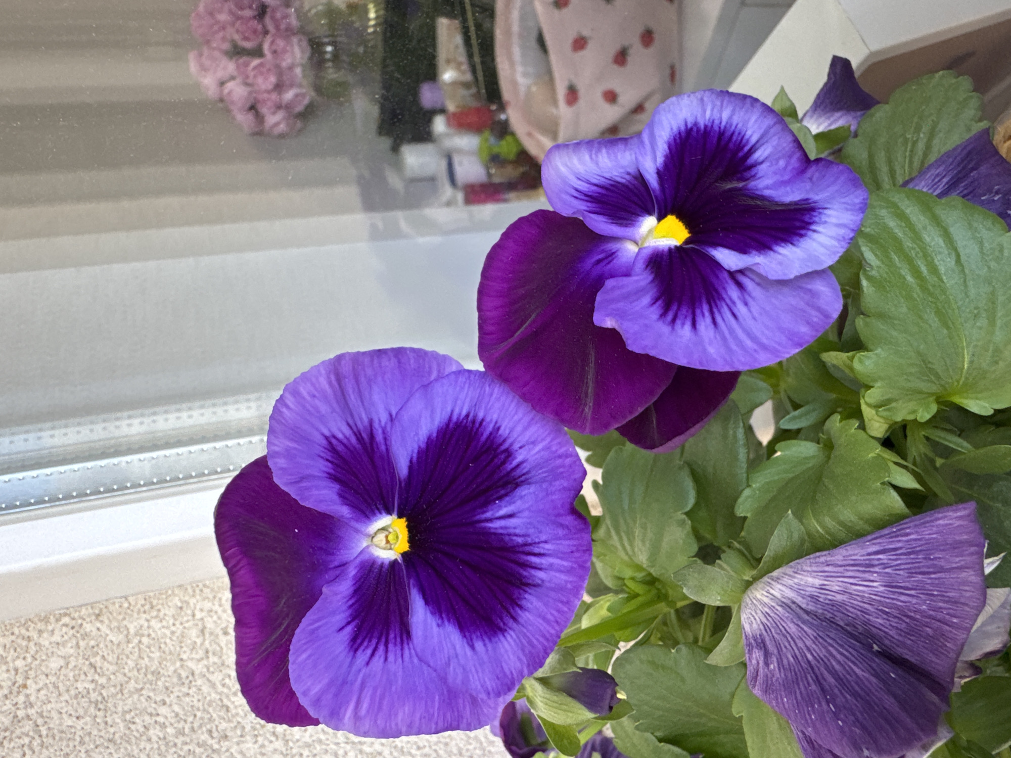 The image features two vibrant purple pansies with yellow centers, positioned in front of a window. The flowers are in focus, showcasing the intricate details of their petals and textures. The background is slightly blurred, revealing glimpses of a window frame and some objects reflected in the glass, including what appears to be a pink floral arrangement and a white bag with a strawberry pattern. Green leaves surround the flowers, adding a natural element to the scene. The location in the city of Burgas, Bulgaria is not deducible from the content of the image.