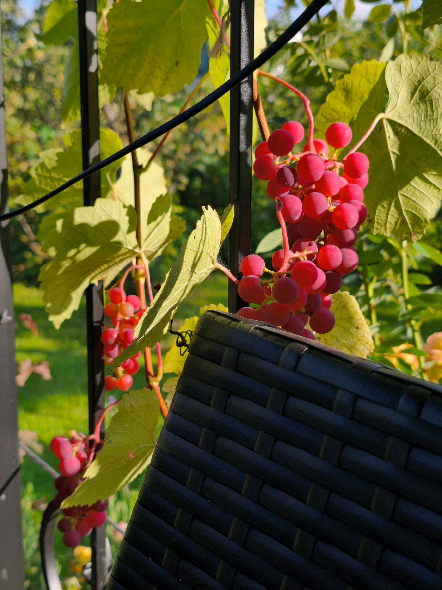 A cluster of ripe red grapes hangs from a vine in front of a dark woven chair. The grapes are plump and a deep crimson color, catching the sunlight. Behind the grapes and vine, a blurred green background suggests an outdoor setting with trees and foliage. The image is well-lit, with the grapes being the primary focal point. The location is specified as Vyshegorod, Russia.