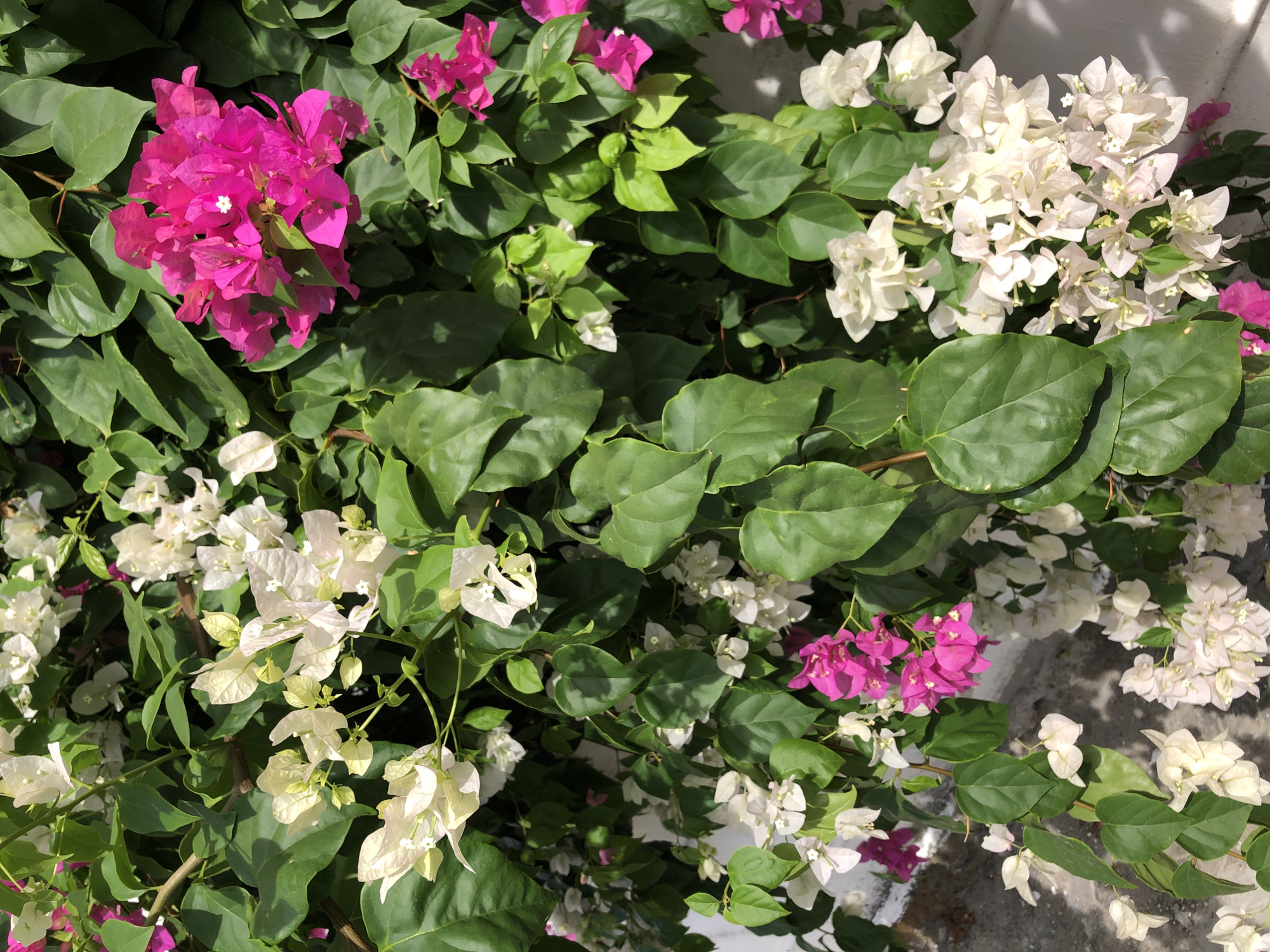 This image is a close-up, overhead view of a vibrant bougainvillea plant in Đà Nẵng, Vietnam. The plant is densely covered in lush green leaves and features clusters of bright pink and delicate white bracts, which are often mistaken for flowers. Sunlight dapples the foliage, creating areas of bright illumination and soft shadows. The texture of the leaves is smooth and waxy, with some showing gentle folds and curves. The bracts are papery and crinkled, with small, star-shaped true flowers visible in their centers. In the background, a white wall is partially visible, along with a textured, greyish surface that appears to be a paved area or a building facade. The overall impression is one of abundant natural beauty and a typical urban garden scene in a tropical climate.