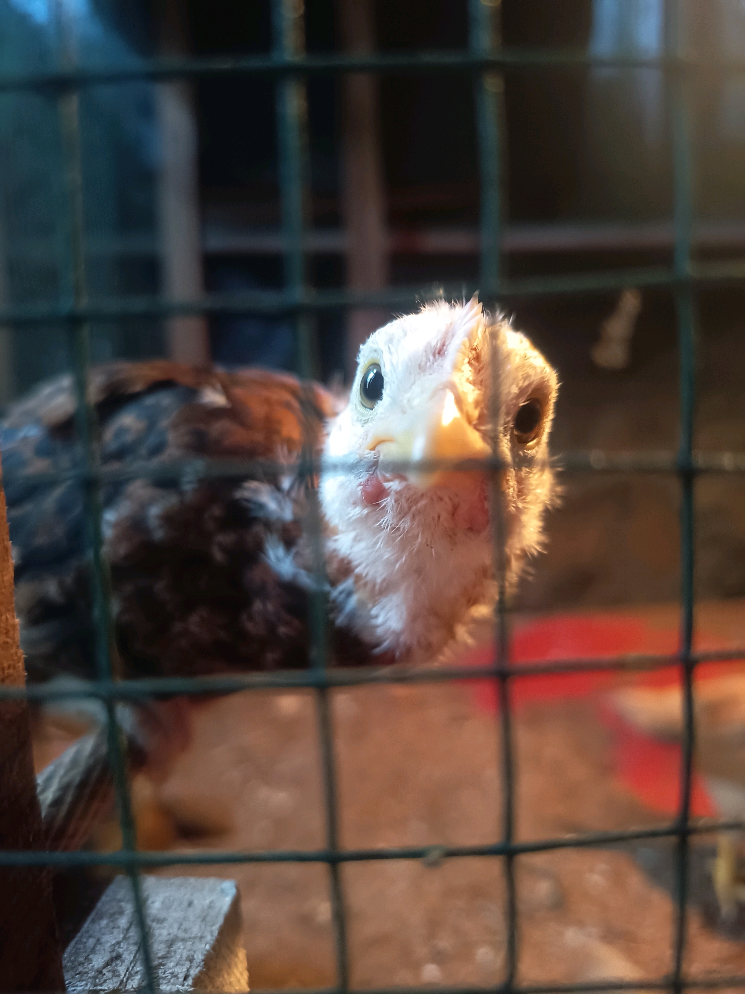 A close-up, eye-level, medium shot captures a young chicken behind a green wire fence. The chicken's head is positioned in the center-right of the frame, facing forward and slightly to the left. Its white, fluffy head is illuminated by a warm light, highlighting its beady black eyes and a pale yellow beak. A small patch of pink is visible on its throat. The chicken's body, partially obscured by the fence, appears to be a mix of brown and white feathers. The background is out of focus, showing a reddish-orange hue and darker, indistinct shapes. The environment suggests an enclosure, possibly a coop or cage. The image was taken in Kalipenggung, Indonesia.