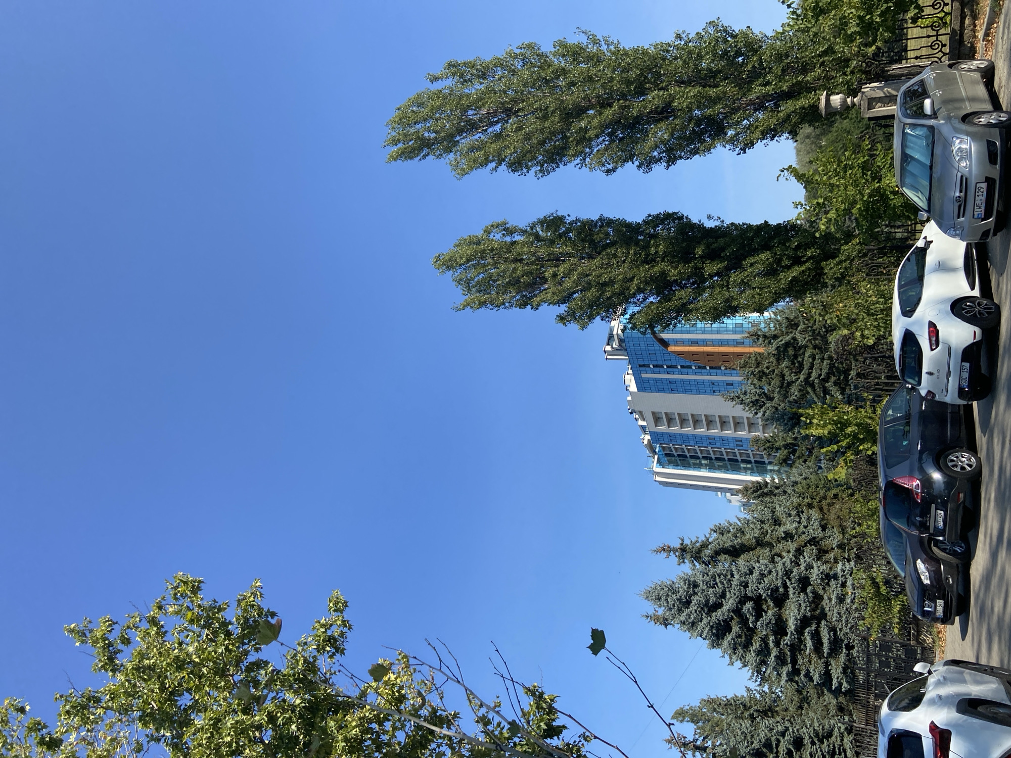 An exterior, medium shot captures a clear blue sky with a single tree branch and leaves in the upper left corner. Below this, a modern, multi-story building with a glass facade and white and orange accents dominates the background. In front of the building, a dense line of evergreen trees is visible, with two tall, slender trees standing out in the mid-ground. Several cars are parked in a row in the foreground, including a white Renault Clio, a dark SUV, a black Renault Scenic, and a silver sedan. A black metal fence runs along the middle ground. The scene appears to be a street or parking area in an urban environment.