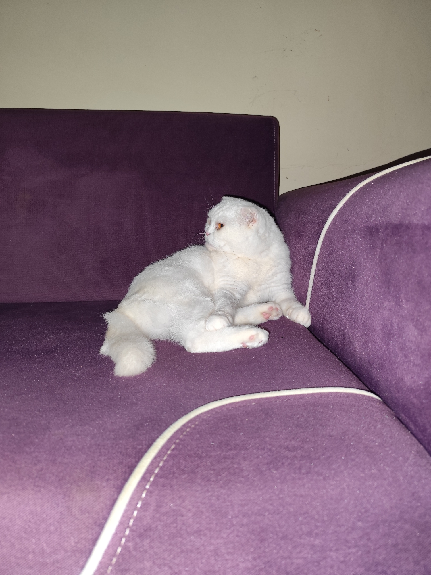 A white Scottish Fold cat is resting on a purple couch with white piping. The scene appears to be indoors against a plain, light-colored wall. The cat is the primary subject. The location (Sarıyer, Turkey) is not evident from the image.