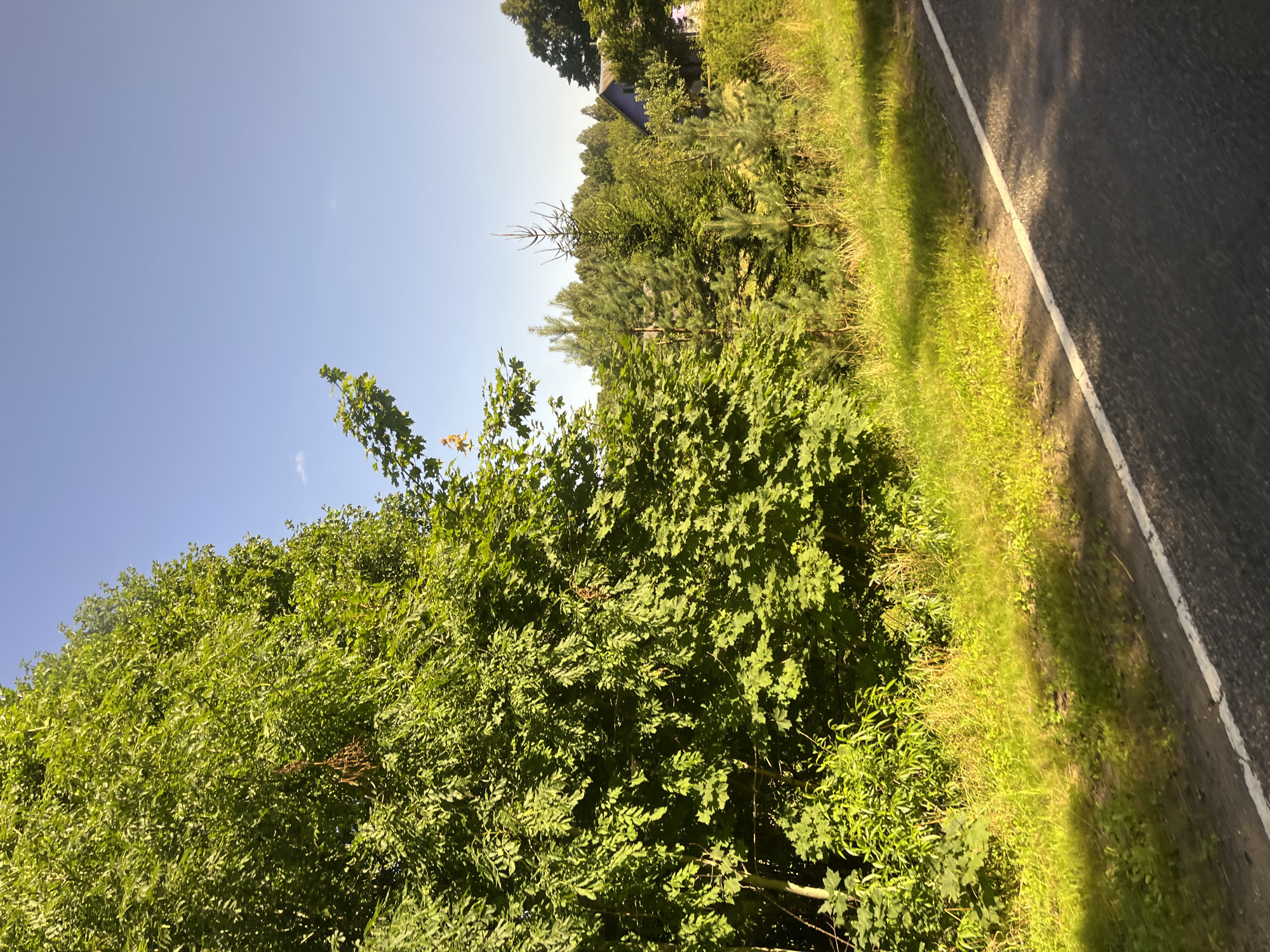 The image captures a roadside view in the Мядзельскі сельскі Савет, Belarus, on a clear, sunny day. The foreground features an asphalt road with a white line marking its edge, partially illuminated by sunlight creating shadows. To the left of the road is a lush green embankment covered in grass, with dappled sunlight and shadows from nearby trees.
Dominating the left side of the frame is a large, dense deciduous tree with vibrant green foliage. In the middle ground, a variety of coniferous trees, including several young pine trees, are visible. Behind the trees, a portion of a building with a blue roof and white trim is discernible. The background consists of a dense line of trees and a clear blue sky. The overall scene depicts a rural or suburban landscape on a bright summer day.