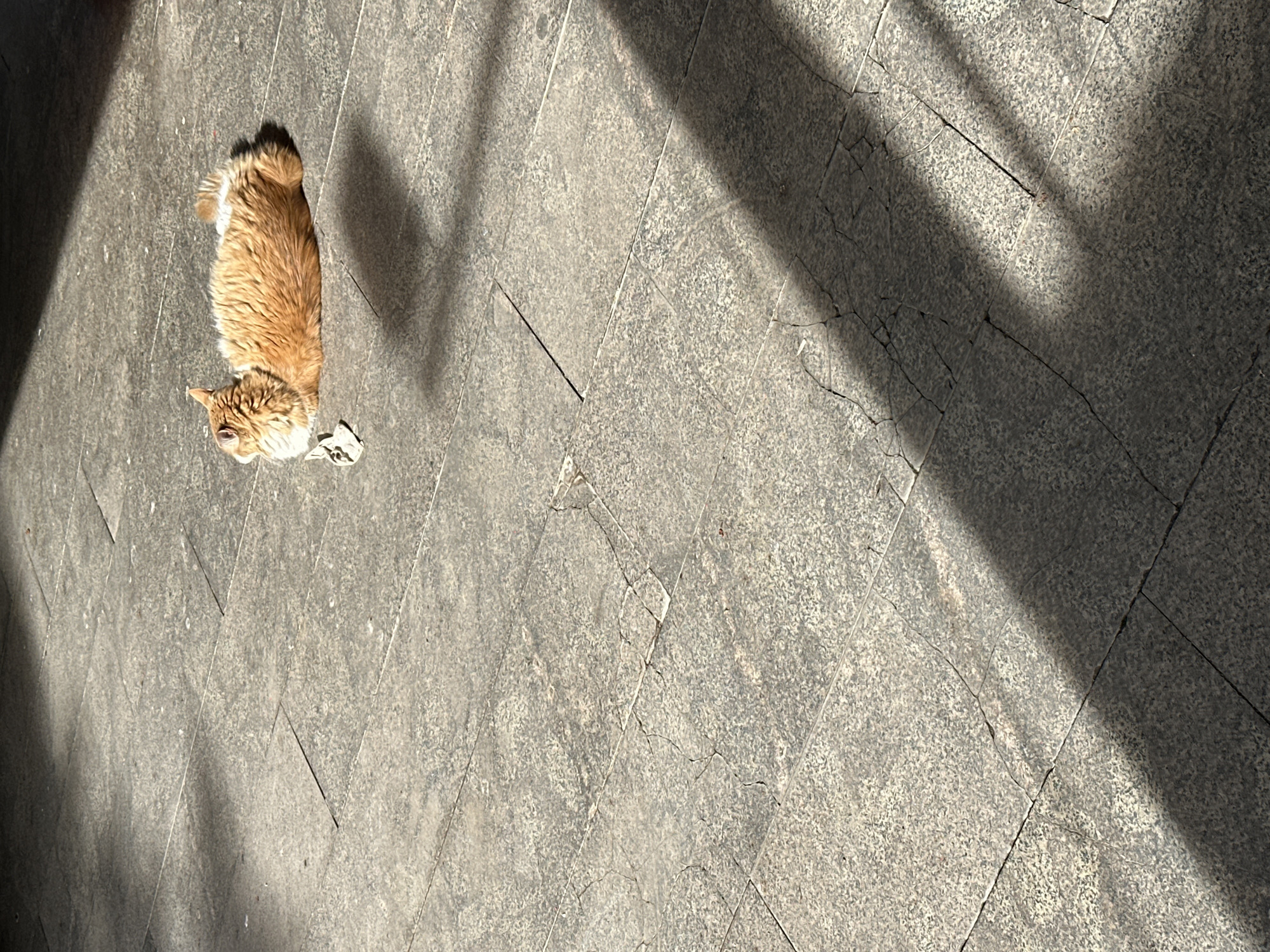 An aerial view captures an orange and white cat lying on a gray, tiled sidewalk in partial sunlight, with shadows cast across the surface. The location is suspected to be Sofia, Bulgaria, due to the architecture and public space characteristics of Sofia. The scene contains no people. The cat appears relaxed, and there is a piece of crumpled white paper near the cat. The sidewalk tiles are rectangular and show signs of wear and cracks. The lighting suggests a sunny day with sharp contrasts between sunlit and shaded areas.