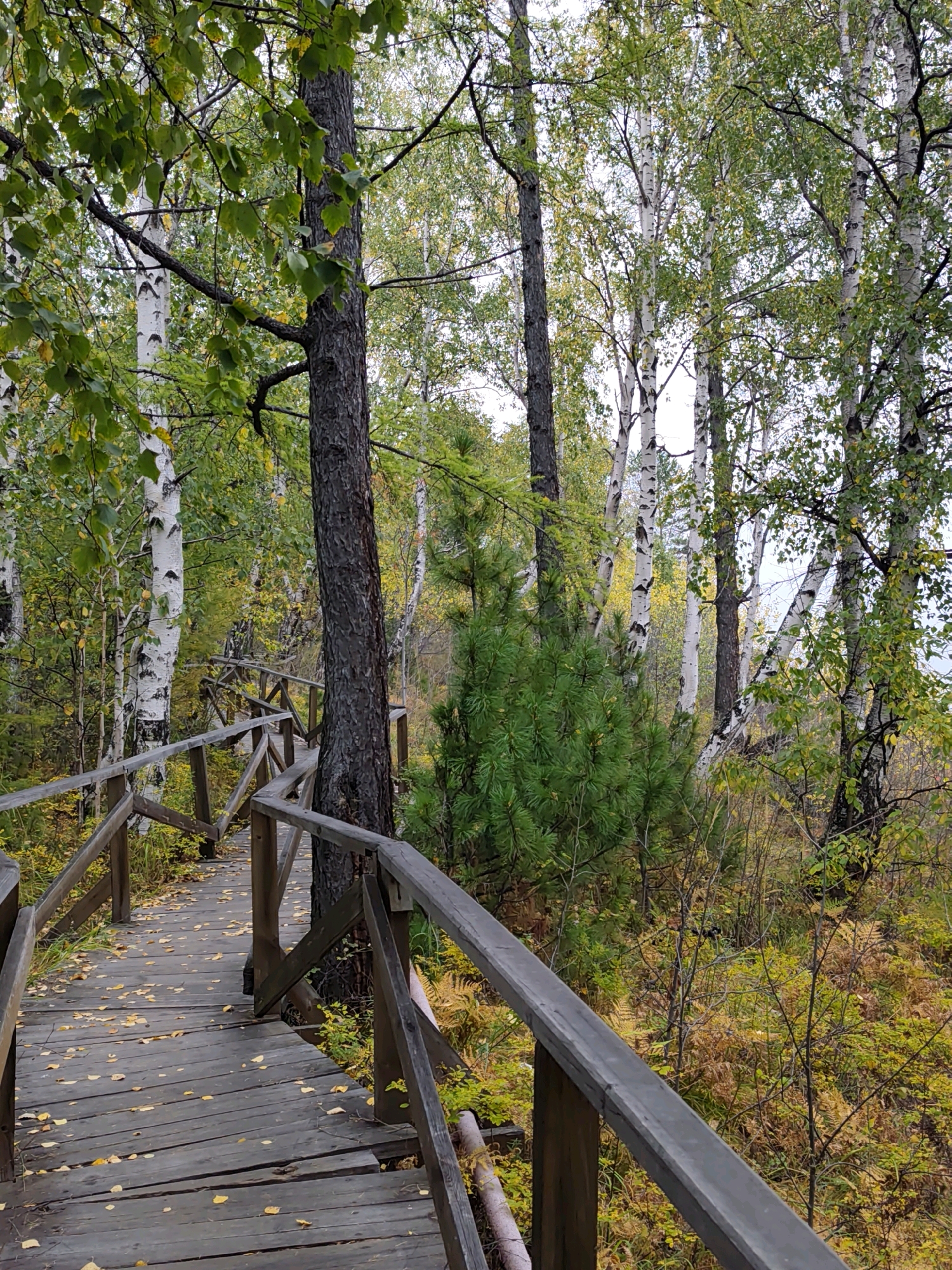 A wooden boardwalk winds through a mixed forest of birch and pine trees in Listvyanka, Russia. The boardwalk is weathered and shows signs of wear, with fallen yellow leaves scattered across its surface. The surrounding vegetation is a mix of green pine needles and the autumnal hues of yellow and brown leaves from deciduous trees. The birch trees are distinctive with their white bark. The scene depicts a natural environment, possibly a nature trail or park, with the boardwalk providing access through the wooded area. There are no people or animals visible in the image. The sky is overcast.