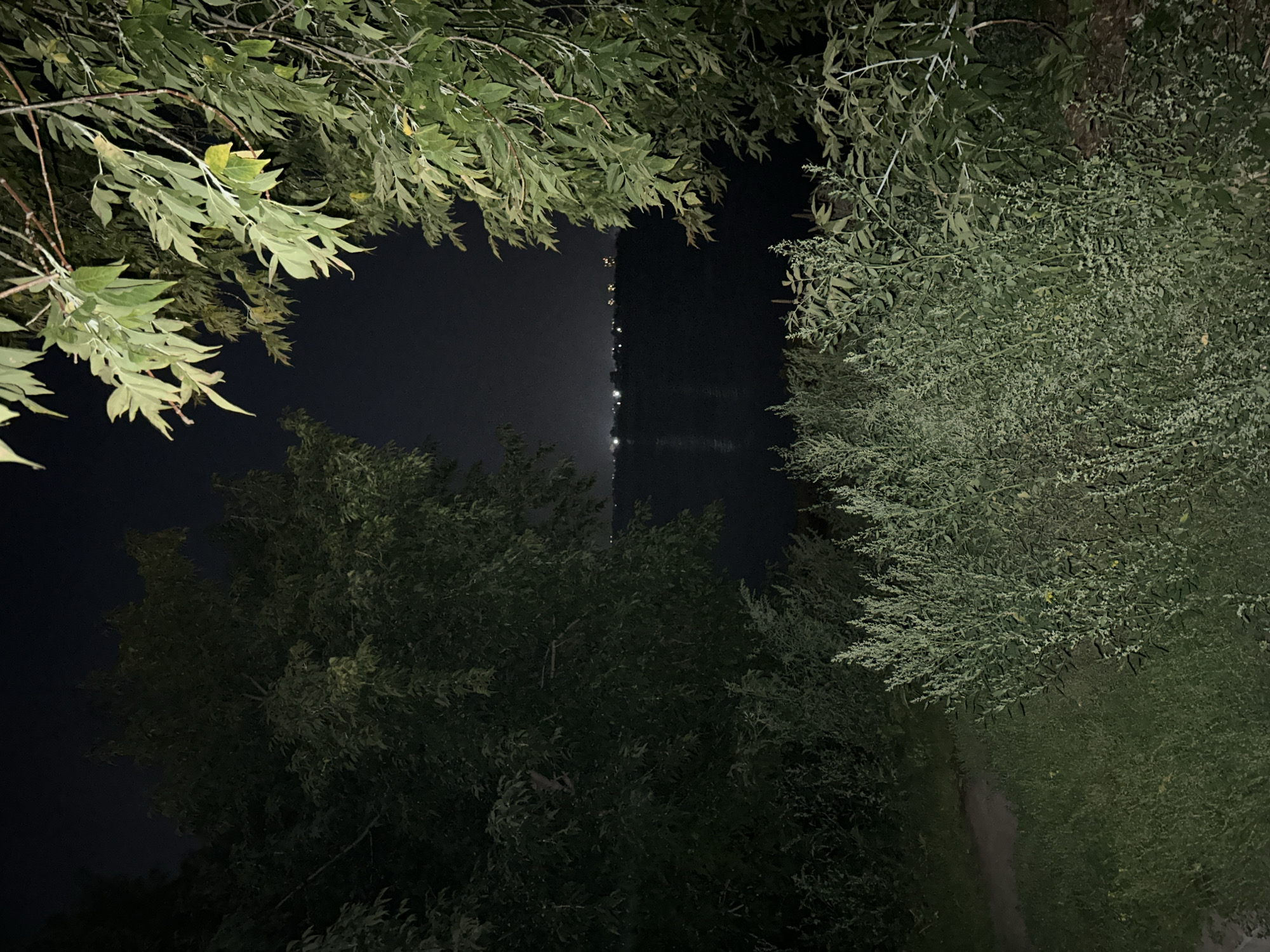 The image is a nighttime landscape shot taken in Tomsk, Russia, featuring a body of water in the background with distant lights on the horizon, possibly indicating a settlement. In the foreground, there is dense green vegetation, including trees with foliage visible on the right and left edges of the frame, and lower bushes or tall grass in the center and bottom. A dirt path runs through the grass on the lower left. The overall scene is dark, typical of nighttime conditions, with some ambient light from the distant settlement. There are no people or visible animals in the image. The environment appears to be a natural or semi-natural area adjacent to a body of water.