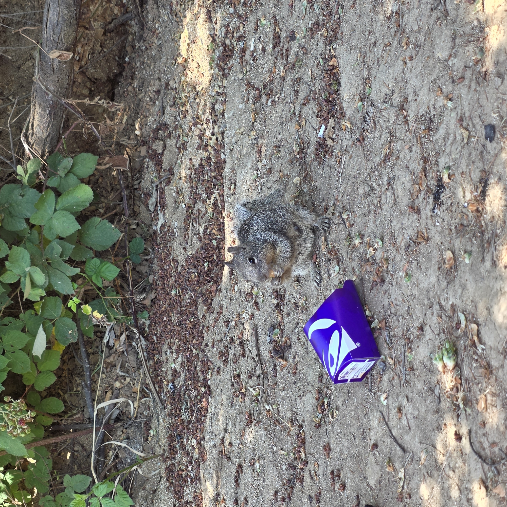 A squirrel is seen on the ground near a purple Taco Bell box. The squirrel is holding food in its paws and eating. The ground is covered in dirt, leaves, and small brown objects. Green leaves and a tree branch are visible in the background. The location is the city of Cherry Grove, United States.