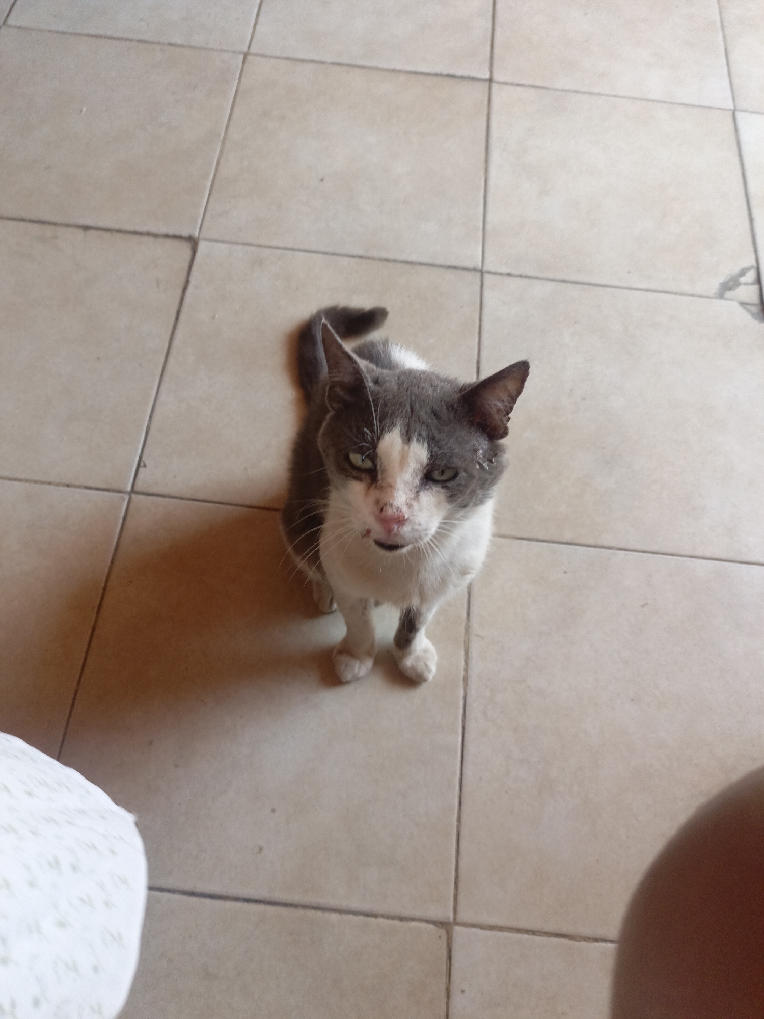 The image shows a gray and white cat standing on a tiled floor. The cat has some minor injuries on its face, particularly around the nose. The background consists of light-colored square tiles. The image was taken in Juan Griego, Venezuela.