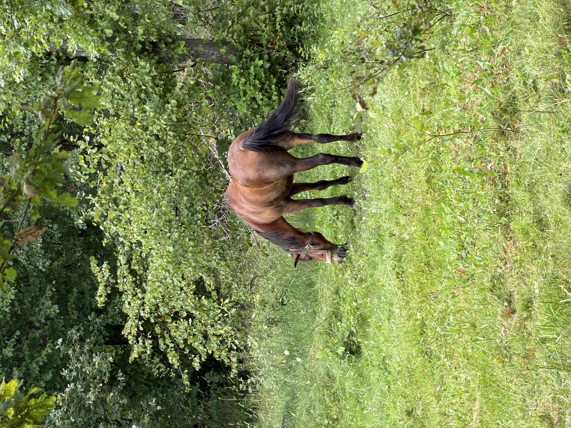 A brown horse grazes in a grassy field surrounded by trees. The horse is facing left with its head down, eating grass. Its tail is flicking. The field is green and overgrown with some wildflowers. The trees in the background are dense and leafy. The scene appears to be in a rural area.