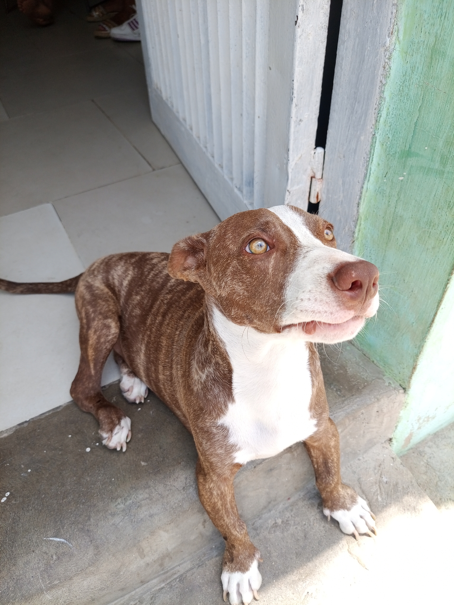 A medium-sized dog sits on a concrete step in Porlamar, Venezuela. The dog is primarily brown with a brindle pattern and white markings on its chest, face, and paws. Its eyes are amber. The dog is looking up and to the right. The step is part of a building with a white, slatted door or window frame and a green painted wall. In the background, a partial view of a person's feet and shoes is visible on a light-colored tiled floor.