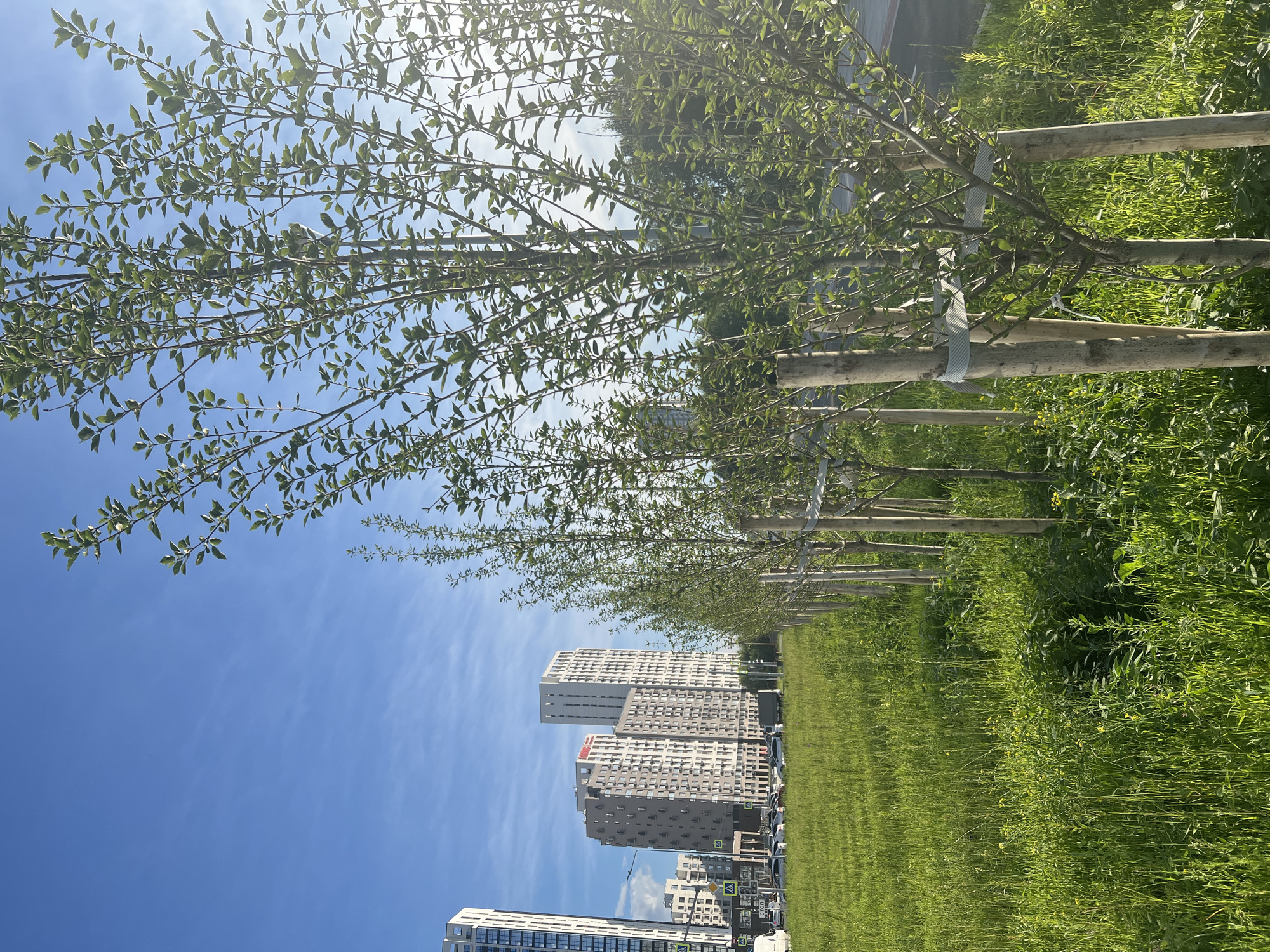 This image depicts a row of young trees recently planted and supported by wooden stakes, lining a grassy field. In the background, several modern, multi-story residential buildings dominate the skyline under a bright blue sky with scattered wisps of clouds. The scene appears to be in an urban or suburban area. The presence of trees and greenery suggests a developing or recently landscaped area. The architecture of the buildings indicates a contemporary urban environment. No people are visible in the frame. The lighting suggests it is daytime, likely late afternoon due to the angle of the sun. The image can be located in Yekaterinburg, Russia, as evidenced by the architectural style of the buildings, which is characteristic of recent urban development in Russia.