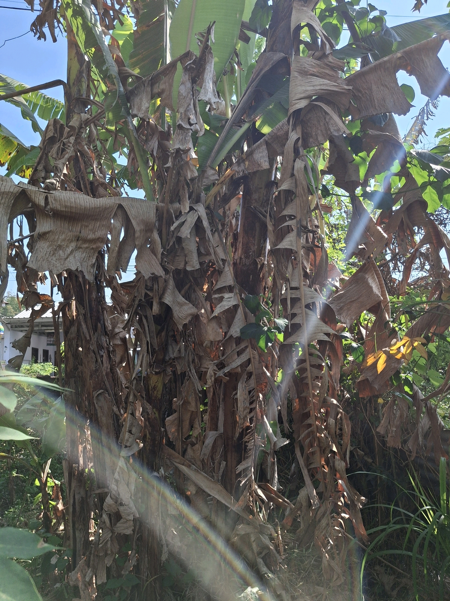 The image depicts a cluster of banana trees, some with wilting and dried leaves, in what appears to be a garden or overgrown area. The sun is shining, casting light and creating lens flare effects across the scene. In the background, a white building with a pitched roof is partially visible, suggesting a residential area. The environment is lush with greenery, with some of the banana leaves still vibrant green and other parts dry and brown. The scene is set in Denok, Indonesia.