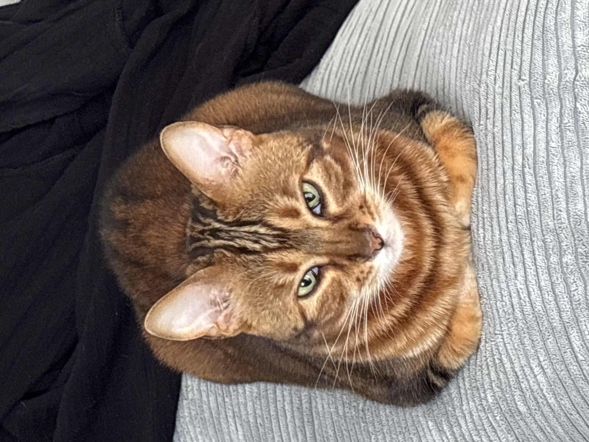 An orange and brown tabby cat is loafing on a textured grey cushion. The cat has green eyes and appears to be looking directly at the camera with a serious expression. Behind the cat, a black piece of fabric is visible, likely a blanket or clothing. The scene takes place indoors, and there is no indication of the specific location in Copenhagen, Denmark.