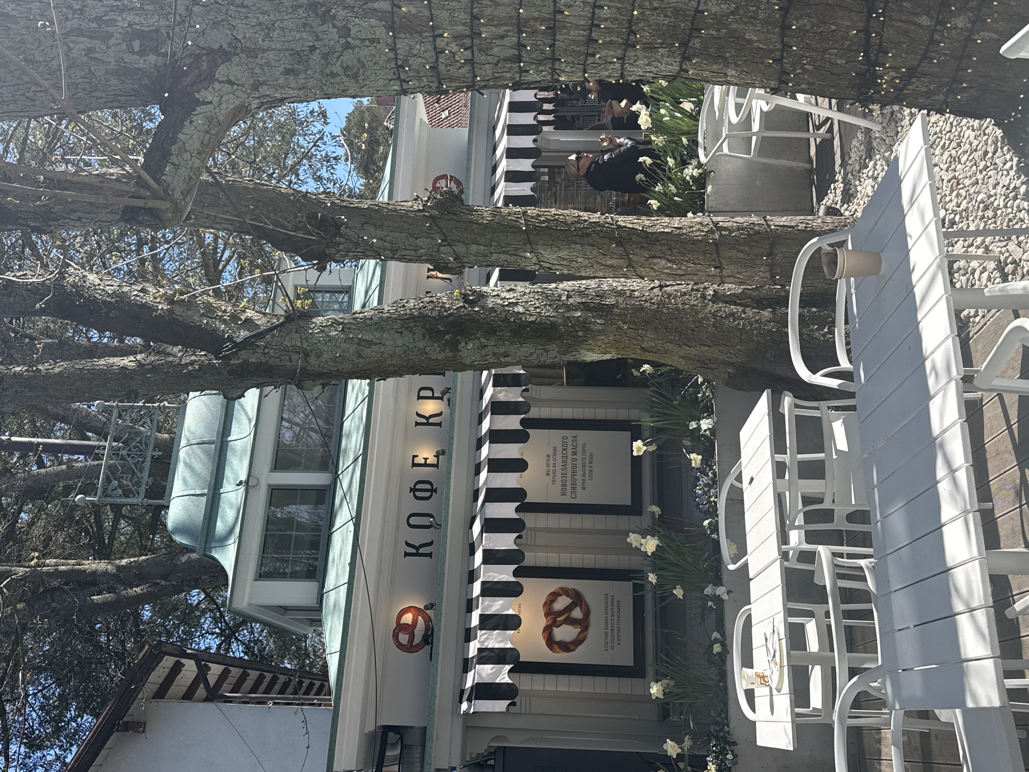 This bright outdoor scene captures a cafe in Svetlogorsk, Russia, on a sunny day. The foreground is dominated by the thick, bare trunks and branches of a large tree, adorned with string lights, framing the view of the establishment. Beneath the tree, white metal outdoor tables and chairs are arranged on a wooden deck and a gravel patio, suggesting a cafe seating area. One table holds a discarded paper cup.
In the midground, a white building houses the cafe, identifiable by a prominent sign reading "КОФЕ КР" (likely part of "Coffee Corner" or similar). A striking black and white striped awning shades the entrance. Below the awning, two framed signs feature an image of a pretzel. The accompanying Cyrillic text on one sign states, "Our pretzels do not contain margarine and other trans fats." The other sign reads, "We bake only with New Zealand butter, premium flour, salt and water." A red pretzel logo is also visible on the building facade. White daffodils are blooming in planters along the building's base, adding a touch of spring.
In the background, a few patrons can be seen near the cafe entrance, some seated and one person in a dark jacket standing. The sky is clear blue, and strong sunlight creates defined shadows, indicating daytime. The scene conveys a relaxed and pleasant atmosphere, typical of an outdoor cafe.