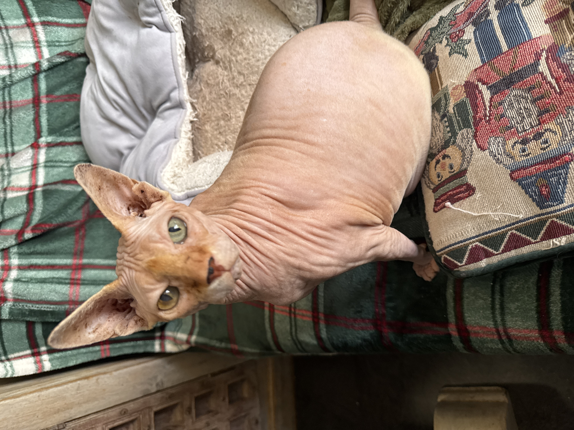 The image shows a sphynx cat sitting on a plaid blanket. The cat is a light pink color with wrinkles all over its body. It has large ears and green eyes. The blanket is green with red and white stripes. There is a pillow with a nutcracker design underneath the cat. The background appears to be indoors, possibly in a home. The image was taken in Hallum, Netherlands.