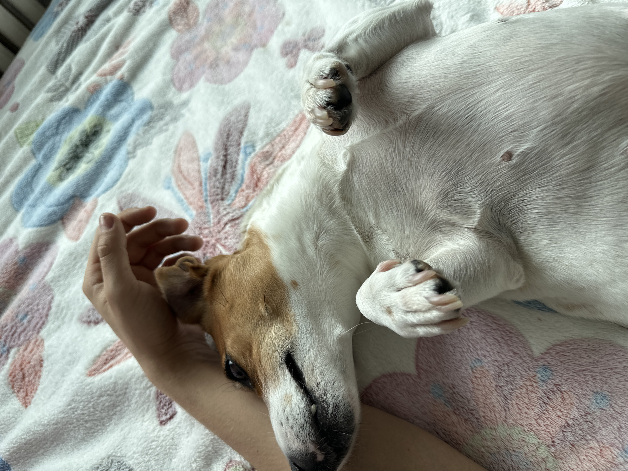 A Jack Russell Terrier lies on its back on a bed with a floral pattern blanket. A person's hand rests near the dog's head, possibly petting it. The dog's paws are curled up, and its belly is exposed. The location is unknown and there is no evidence that the photo was taken in Targovishte, Bulgaria.