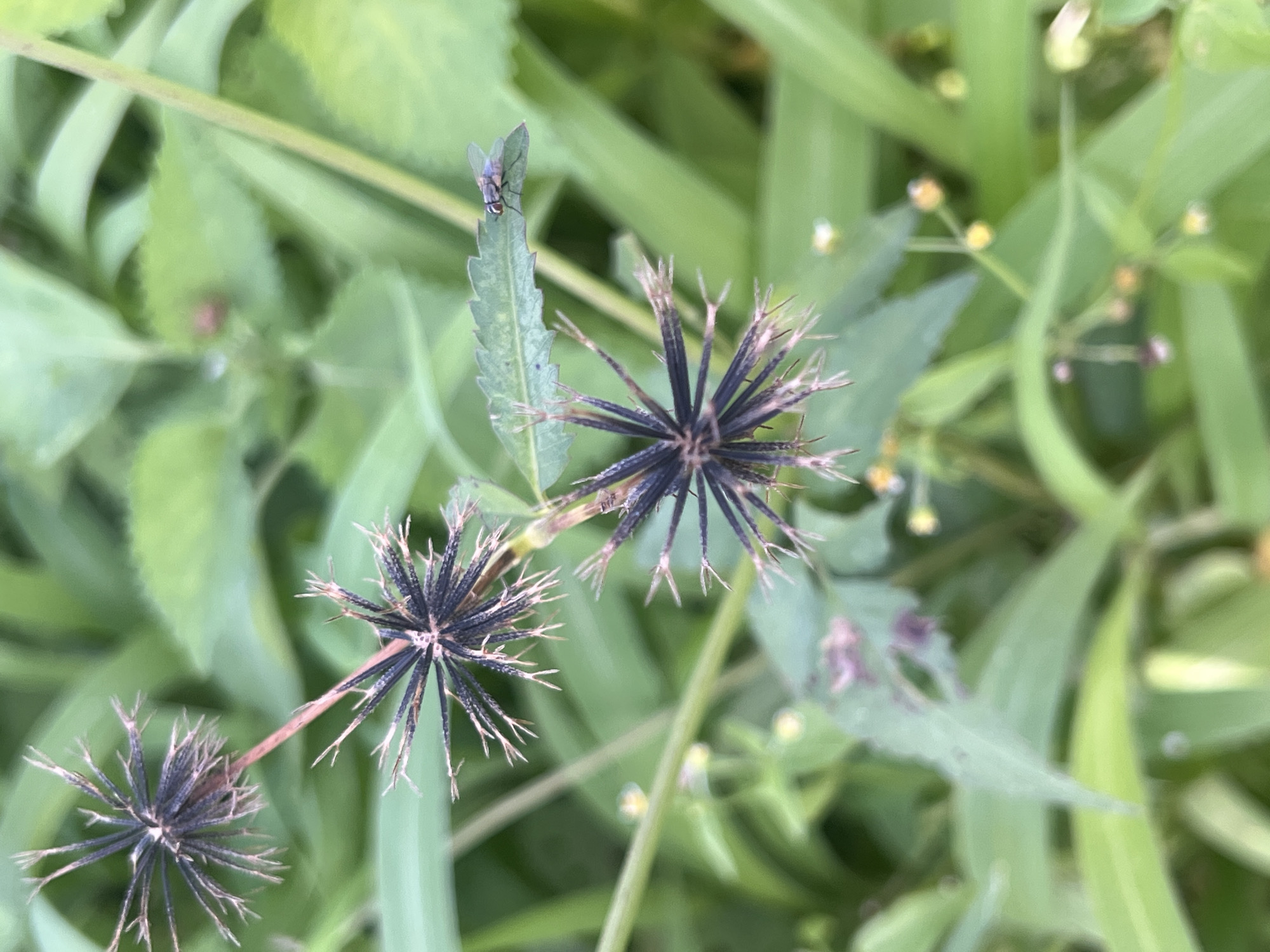 The image depicts a close-up view of a plant with spiky seed heads, set against a background of lush green foliage. In the upper right quadrant, a small fly is perched on a leaf. The plant's seed heads are dark and feature numerous fine, pointed structures radiating outwards. The overall scene suggests an outdoor natural environment, possibly a garden or wild growth. The location is specified as Durumi, Nigeria. No people or explicit human activity are visible. The lighting appears natural, suggesting daylight conditions. The focus is sharpest on the seed heads and the fly, with the background elements softly blurred.