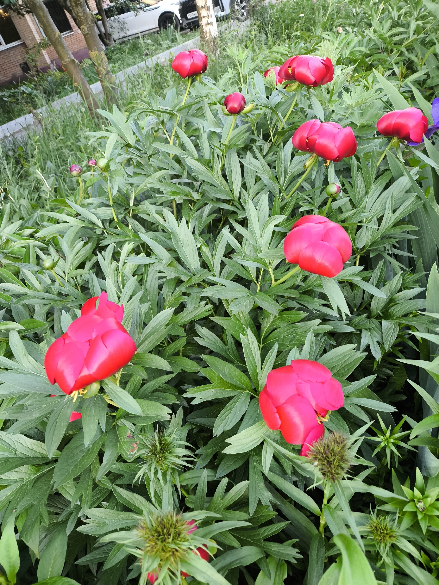 This is an outdoor, eye-level shot of a cluster of red peony plants with lush green foliage, possibly in a garden or green space. The image is rich with vibrant green leaves and multiple bright red peony flowers, many of which appear to be in the bud stage or just beginning to open, showcasing their tightly packed petals. Several smaller, more immature green and red peony buds are also scattered among the leaves.
In the foreground, particularly towards the bottom, are several spiky, spherical green plant structures, distinct from the peony buds, which might be seed pods or a different type of plant. The overall impression is one of healthy, dense plant growth.
In the background, partially obscured by trees with light-colored bark, there is a brick building and a white SUV car. The car's license plate is visible but the text is unreadable due to distance and resolution. A patch of untamed green grass and weeds is also visible behind the main plant bed, indicating a somewhat natural or minimally manicured setting.
The lighting suggests it is daytime, with diffused light illuminating the scene, preventing harsh shadows. No specific activity or event is taking place; the image captures a static natural scene within a semi-urban or suburban environment.