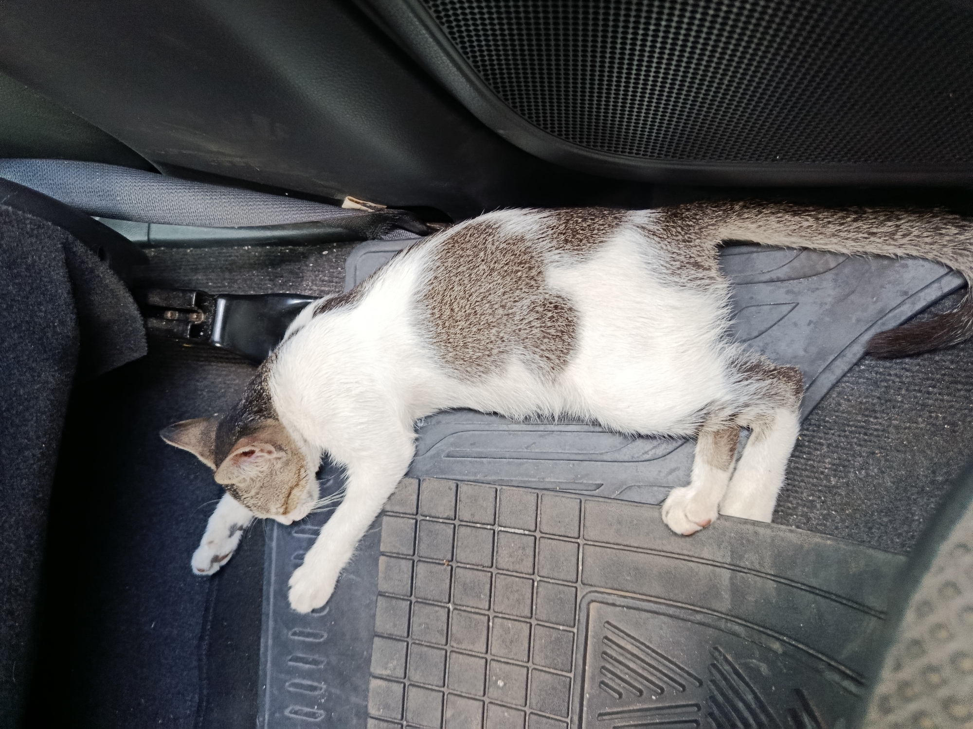 A domestic cat is sleeping on a rubber car mat inside a vehicle. The cat is predominantly white with grey tabby markings on its head, back, and tail. Its body is stretched out, with its head resting to the left and its paws extending to the right. The interior of the car appears to be a dark color, with a visible seatbelt buckle to the left of the cat. The car mat has a grid pattern. The image was taken in Cisarua, Indonesia.