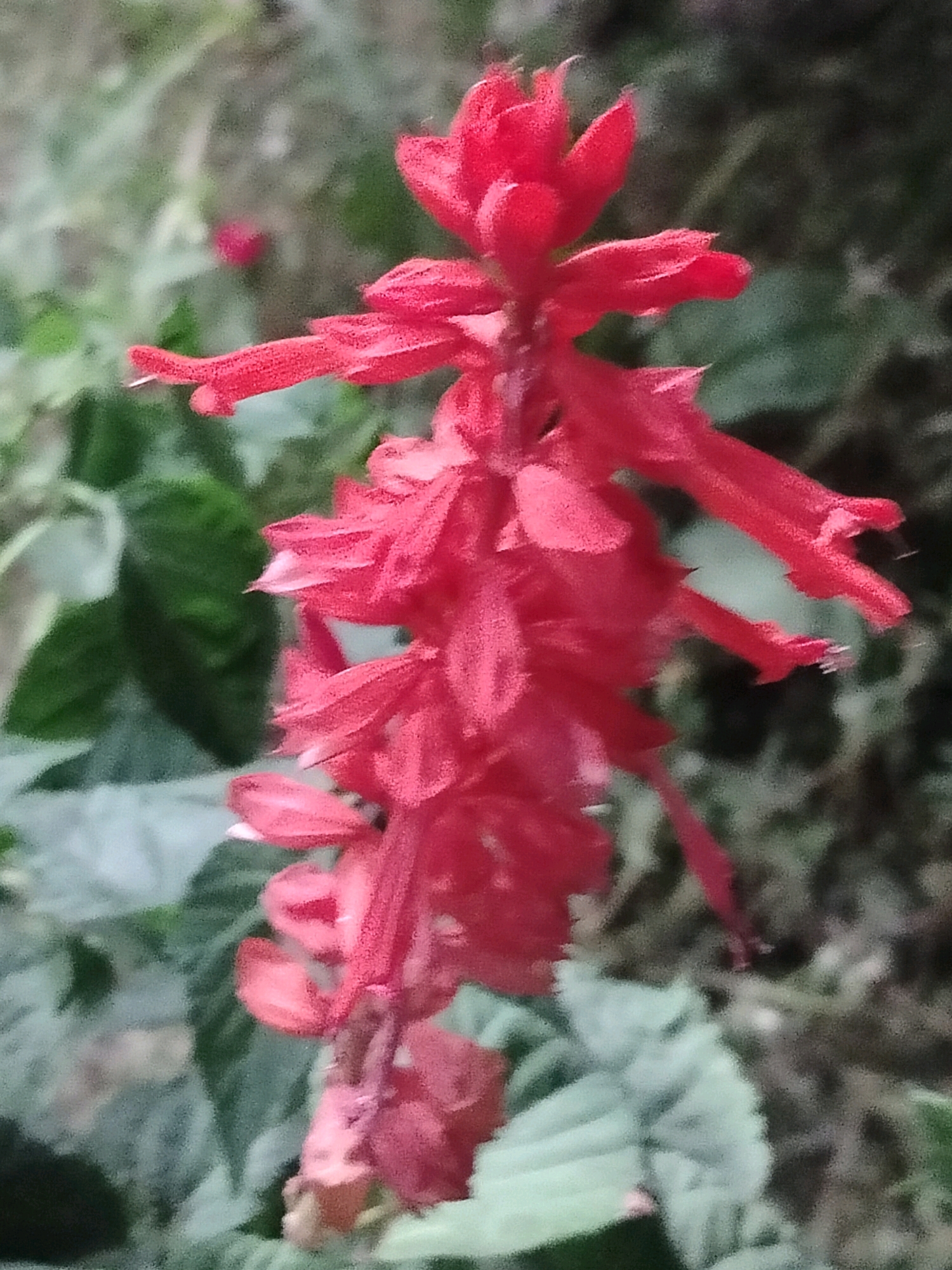 A vertical, close-up, medium shot captures a cluster of bright red salvia flowers in focus against a blurred green and grey background. The salvia spike is densely packed with individual tubular flowers, each with a distinctive shape and texture, appearing slightly velvety. The lighting is soft, highlighting the vibrant color of the petals and creating subtle shadows. The background suggests a natural outdoor setting with foliage and possibly other plants. The image does not contain any people or specific architectural elements that would indicate a location within the city of Көлкент, Kazakhstan.