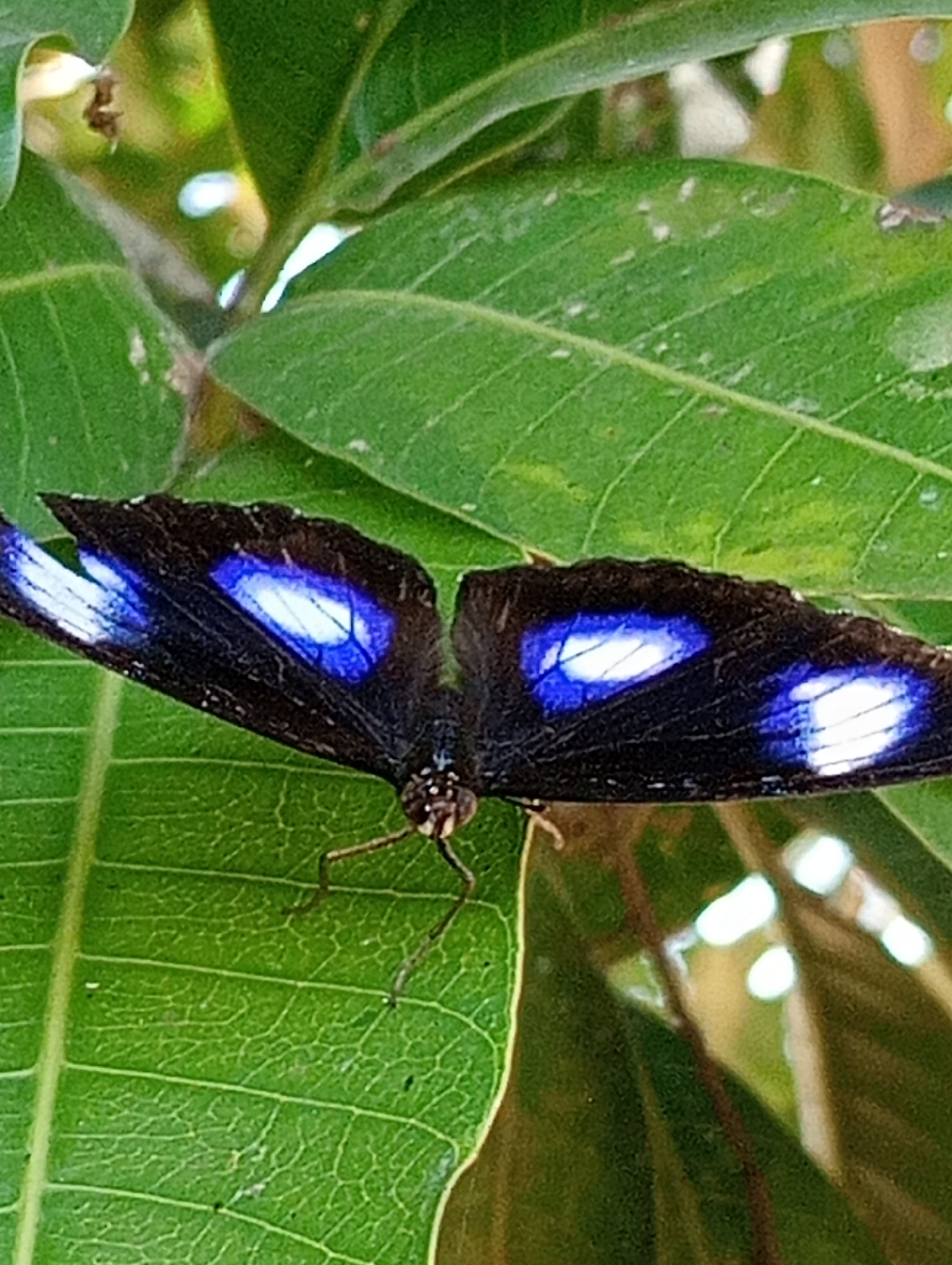 A close-up shot shows a black butterfly with iridescent blue and white markings on its wings. The butterfly is perched on a large green leaf. The location is Lhokseumawe, Indonesia. The environment suggests a natural, possibly outdoor setting with lush vegetation. The focus is entirely on the butterfly and the leaf it is resting on.