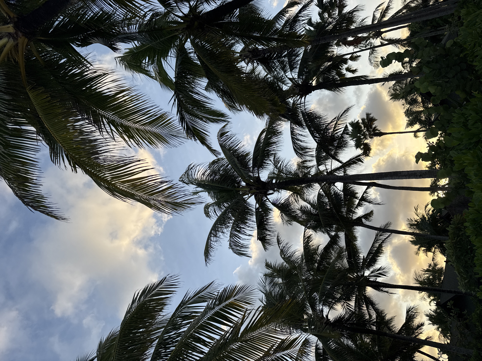 The image depicts a view looking up through a canopy of palm trees towards a sky with scattered clouds. The location appears to be tropical, but the city and state are unknown. The palm trees are silhouetted against the sky, which is illuminated by a diffuse light source, likely the sun setting or rising. Some green foliage is visible in the periphery, suggesting the presence of dense vegetation. There are no people visible in the scene.
