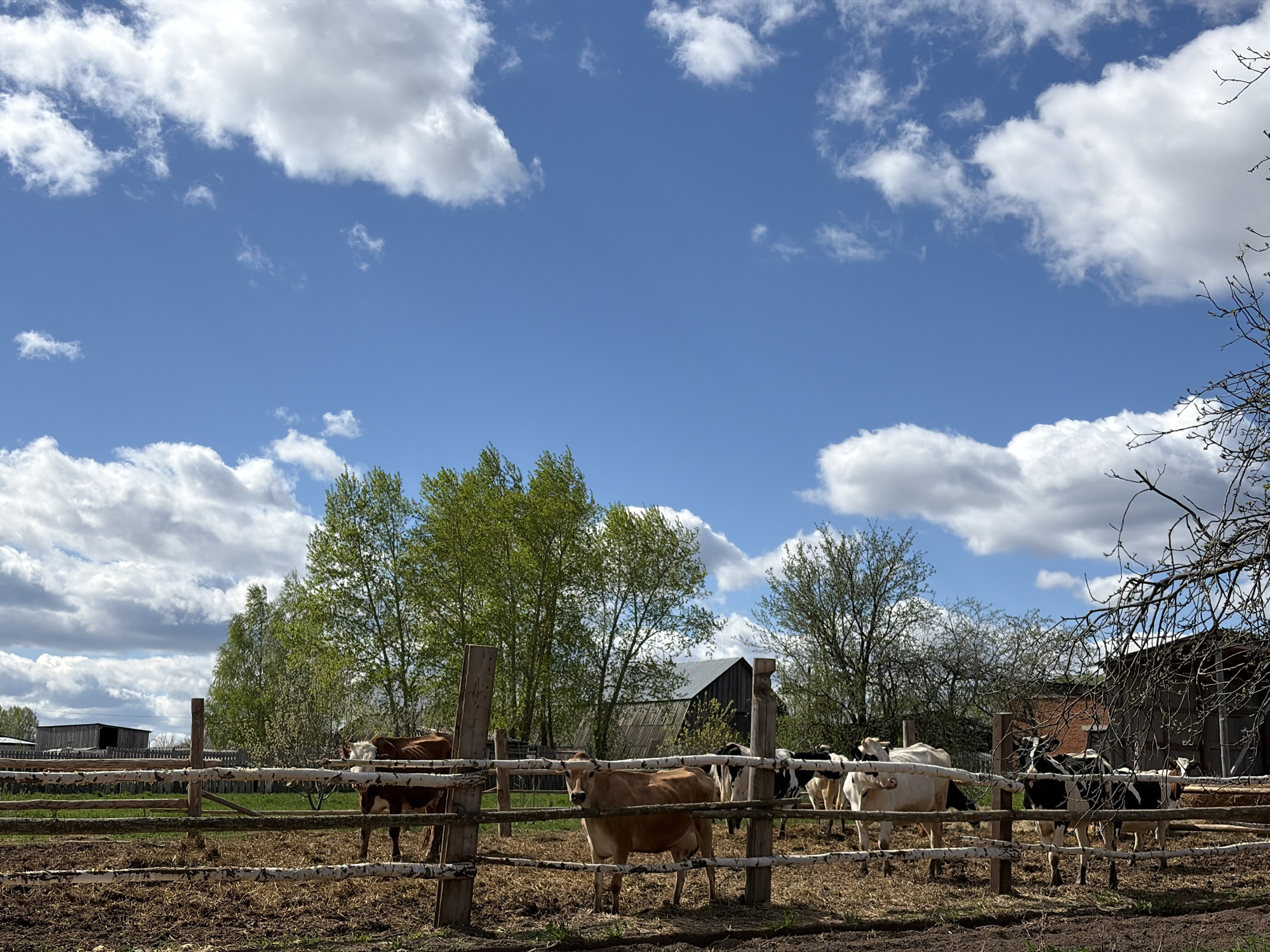 The image shows a group of cows standing behind a wooden fence in Nizhnii Vishur, Russia. The cows are of various colors, including brown, white, and black and white. The fence is made of roughly hewn wooden posts and rails. The ground inside the enclosure is dirt and straw. Beyond the fence, there are trees with fresh green leaves, a dark barn-like structure, and buildings. The sky is blue with scattered white clouds. Bare tree branches are visible to the right.