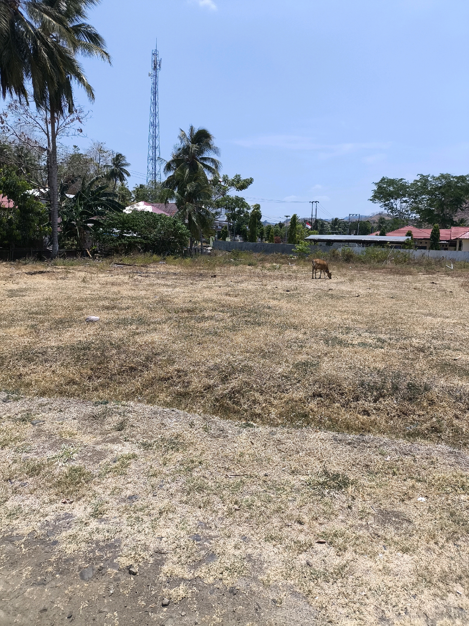 A wide, dry field with sparse, yellowed grass dominates the foreground. In the middle ground, a single brown cow grazes in the field. Behind the field, a row of houses with red tile roofs is visible, interspersed with green trees and palm trees. A tall, blue telecommunications tower stands prominently in the distance to the left of the frame. The sky is clear and blue with a few scattered clouds. The scene suggests a rural or semi-rural setting in Indonesia.