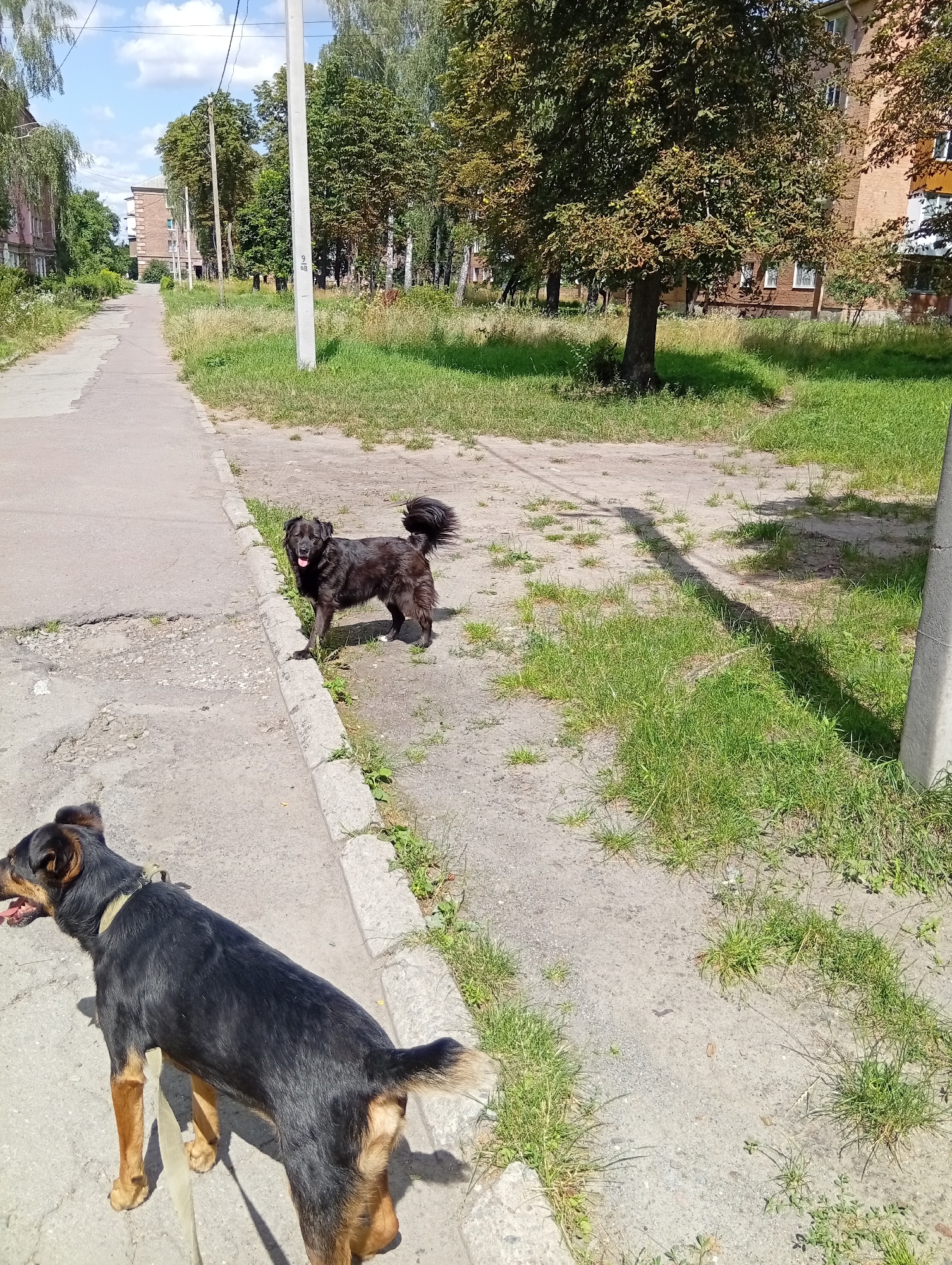 This image depicts a street scene in Zviahel, Ukraine. Two dogs are present: a black, medium-sized dog with a bushy tail is standing on the side of a concrete sidewalk, looking towards the viewer with its tongue out. In the foreground, another black and tan dog is shown from behind, facing left, with its mouth open. The sidewalk is cracked and shows signs of wear. To the right of the sidewalk is a grassy area with a few scattered patches of dirt. A concrete utility pole stands in the grassy area, casting a shadow. In the background, there are trees and multi-story brick buildings, indicative of a residential area. The sky is blue with some white clouds.