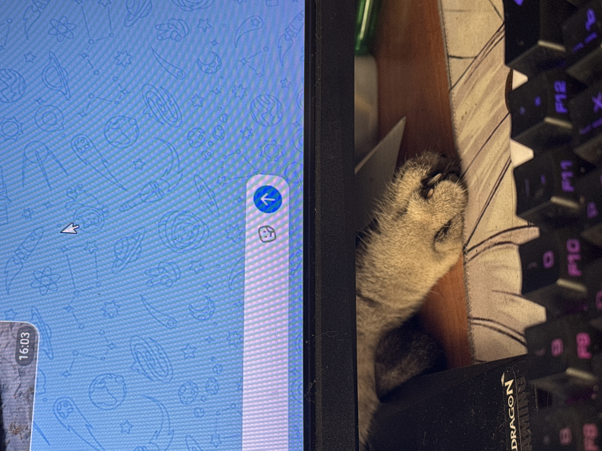 A close-up shot shows a portion of a computer setup. The left side features a screen displaying a blue patterned background with app icons. To the right of the screen, a light brown and grey cat is sleeping. The cat's head is resting near a keyboard with purple illuminated keys. A black keyboard frame with "DRAGON" is visible. The environment suggests a home or office setting. No people are visible. The location of Фоки, Russia, is not discernible from the image content.