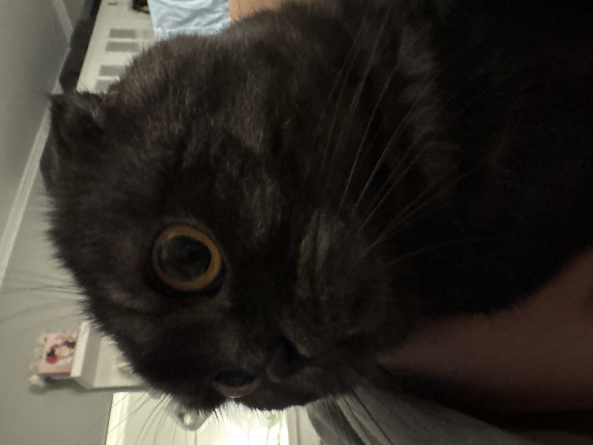 A close-up photograph depicts the head of a gray cat with large, round yellow eyes. The cat's whiskers are prominent, and its fur appears dense. The background is blurred, showing glimpses of a room with white trim and indistinct shapes. The image does not include sufficient information to determine if it was taken in Dobrich, Bulgaria.