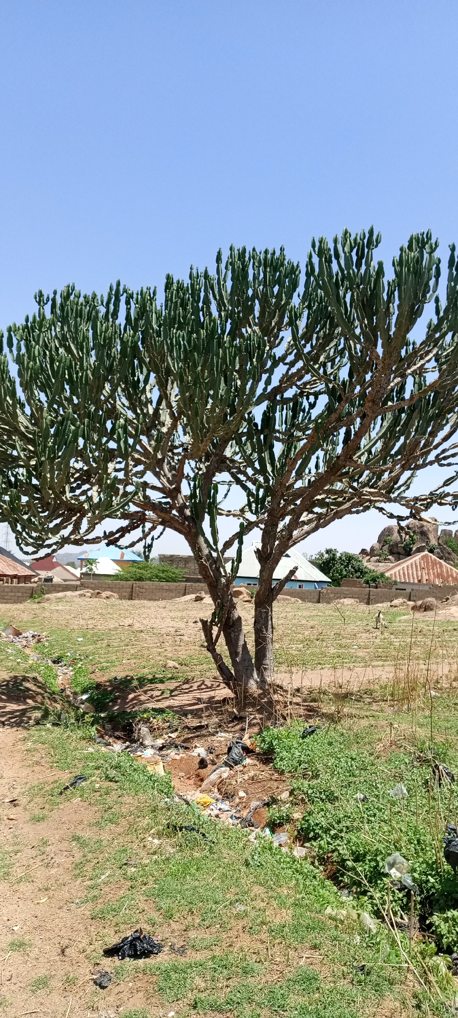 The image shows a Euphorbia candelabrum tree in Jos, Nigeria. The tree dominates the foreground and center of the frame, with a clear blue sky above. In the midground, there is a brown, grassy field with sparse vegetation. A shallow ditch or gully runs through the lower portion of the frame, containing various types of litter. Beyond the field, in the background, are houses with corrugated metal and tiled roofs, some surrounded by low walls. There are also a few rock formations visible in the distance.