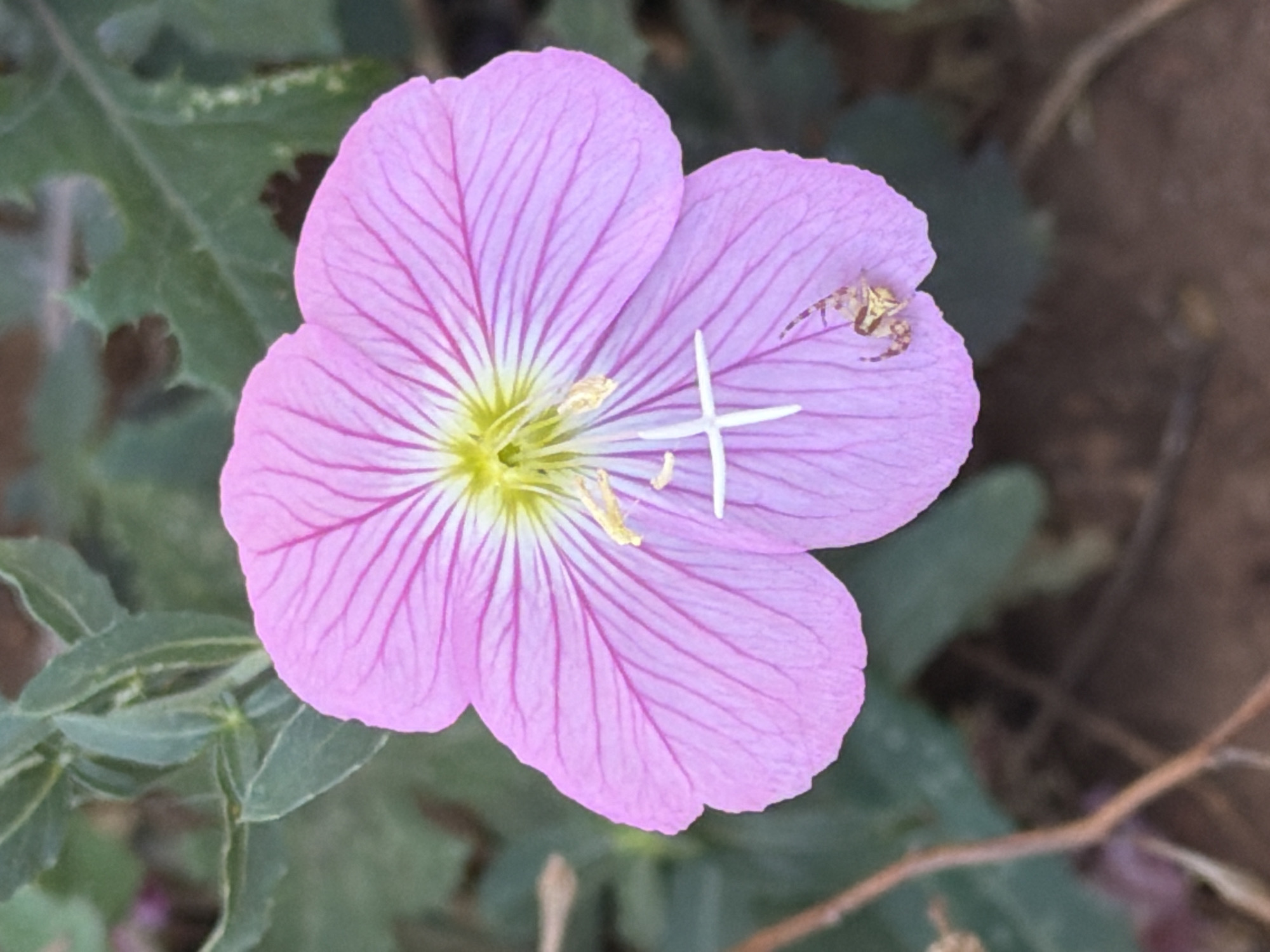 A close-up, eye-level shot captures a delicate pink flower with deep magenta veins, its petals slightly curled. At the center of the flower, a bright yellow stamen protrudes, with a small white cross-shaped marking also visible. On the lower right petal, a small, light-brown spider with darker markings is perched. The flower is surrounded by blurred green foliage and dark brown soil. The image was taken in Viglafia, Greece.
