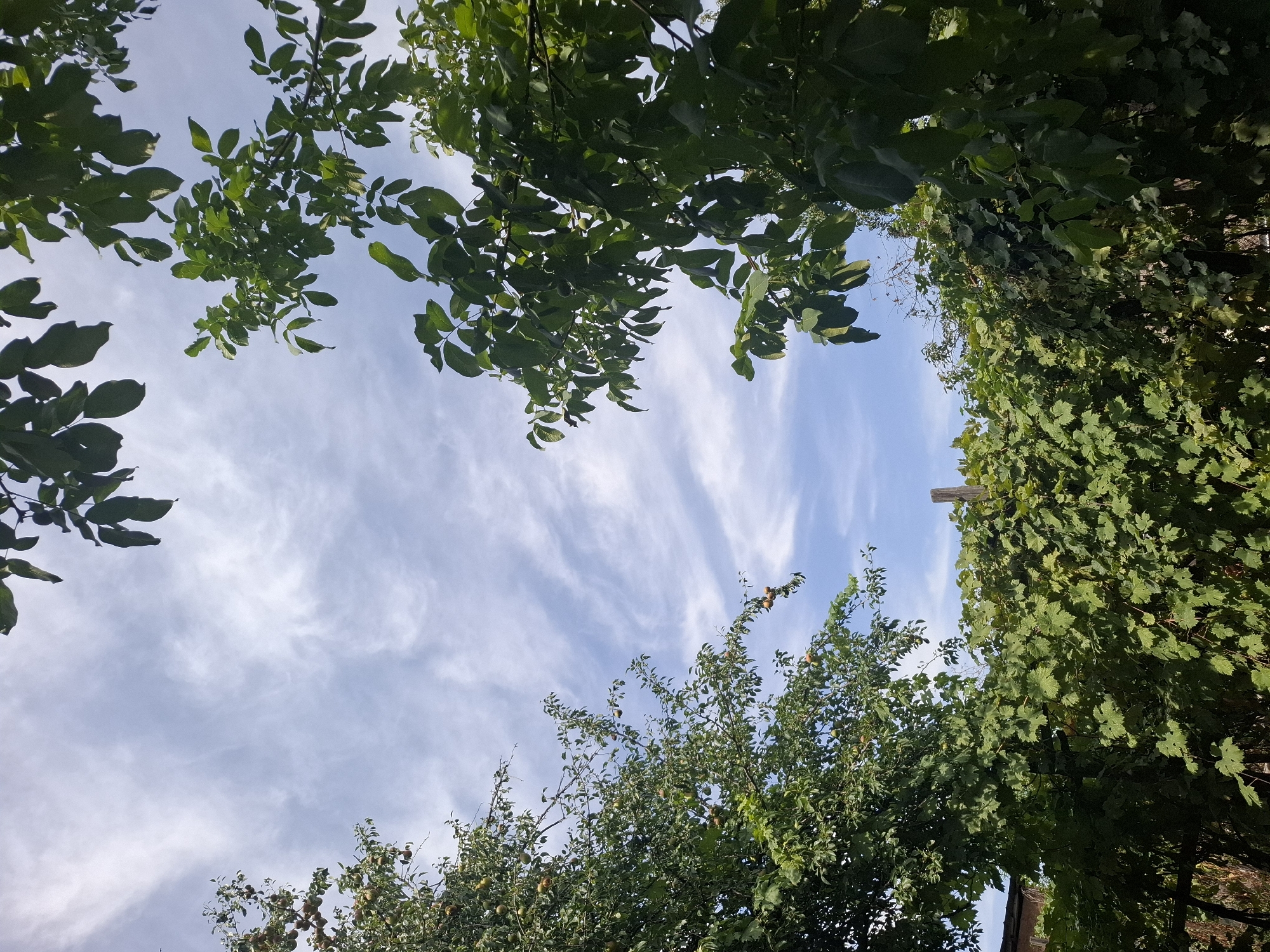 The image is a low-angle shot of greenery and the sky, taken in Almaty, Kazakhstan. In the foreground, dense green foliage from trees and grapevines obscures the ground. A wooden post is visible amidst the vines. In the background, the sky is a light blue with scattered wispy white clouds. Branches with green leaves, some bearing fruit that appears to be pears, extend from trees on the left and right sides of the frame, partially framing the sky. The overall impression is one of a lush, possibly residential, outdoor space during daylight.