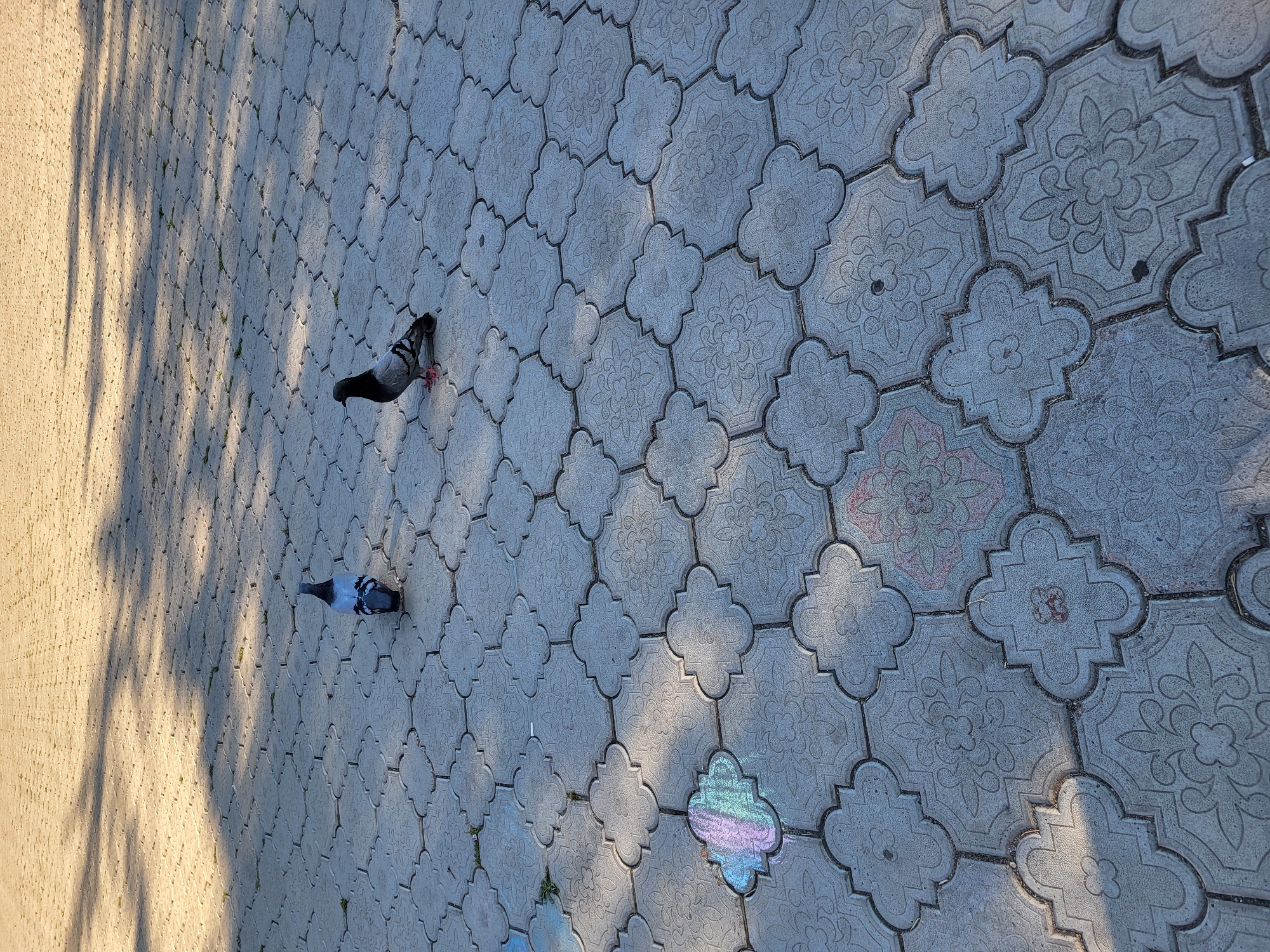 Two pigeons are on a paved walkway in the city of Petropavl, Kazakhstan. The walkway is made of interlocking gray pavers with a decorative floral pattern. Sunlight casts shadows of tree branches across the walkway. One pigeon is facing away from the camera, its back mostly visible, with blue and gray plumage. The other pigeon is facing to the left, its head tilted slightly, showing its gray and black feathers. In the foreground, on the pavers, there are faint chalk drawings, one of which appears to be a rainbow.